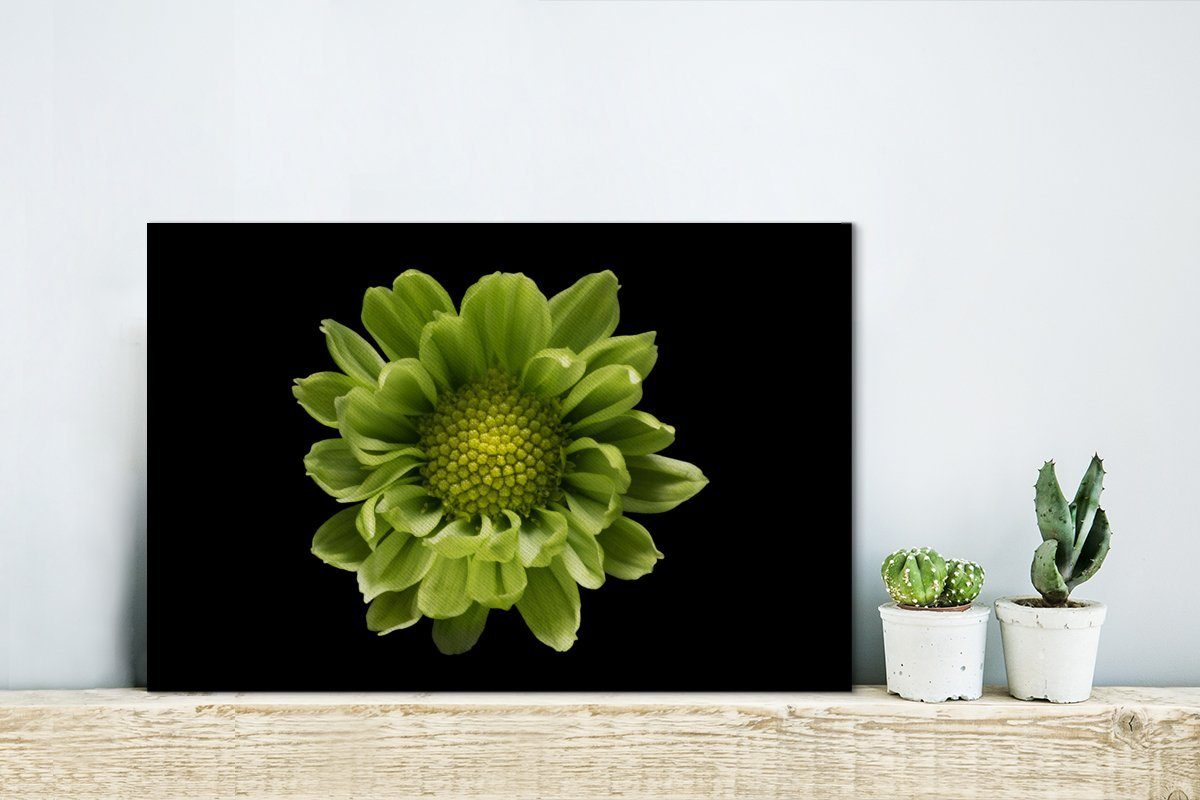 cm schwarzem der Chrysanthemenblüte OneMillionCanvasses® Wanddeko, (1 30x20 Eine Leinwandbilder, St), Nahaufnahme Hintergrund, Aufhängefertig, Leinwandbild Wandbild vor