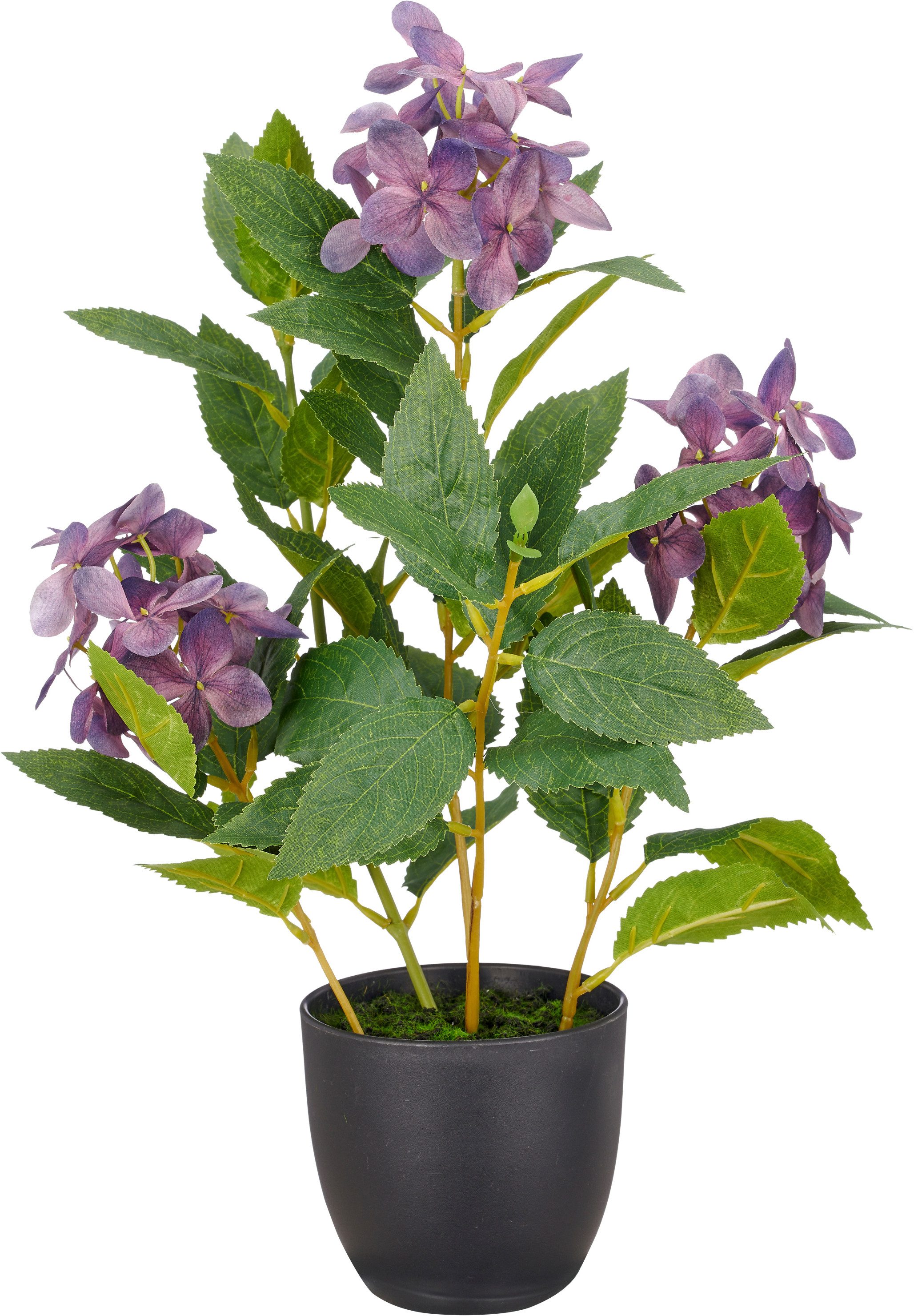 Kunstpflanze Hortensie paniculata, Creativ green, Höhe 45 cm, mit 8 Real-Touch-Blüten
