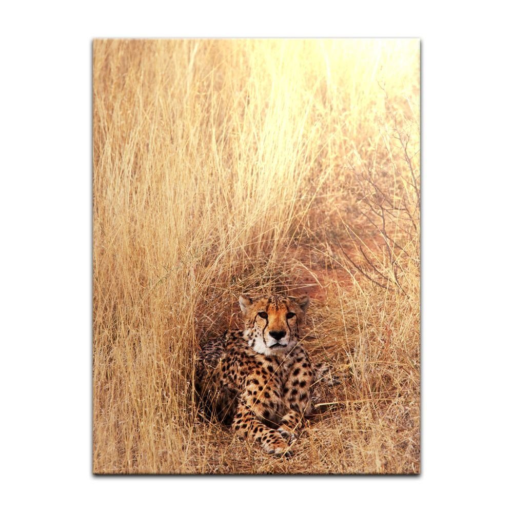 Bilderdepot24 Leinwandbild Gepard, Tiere