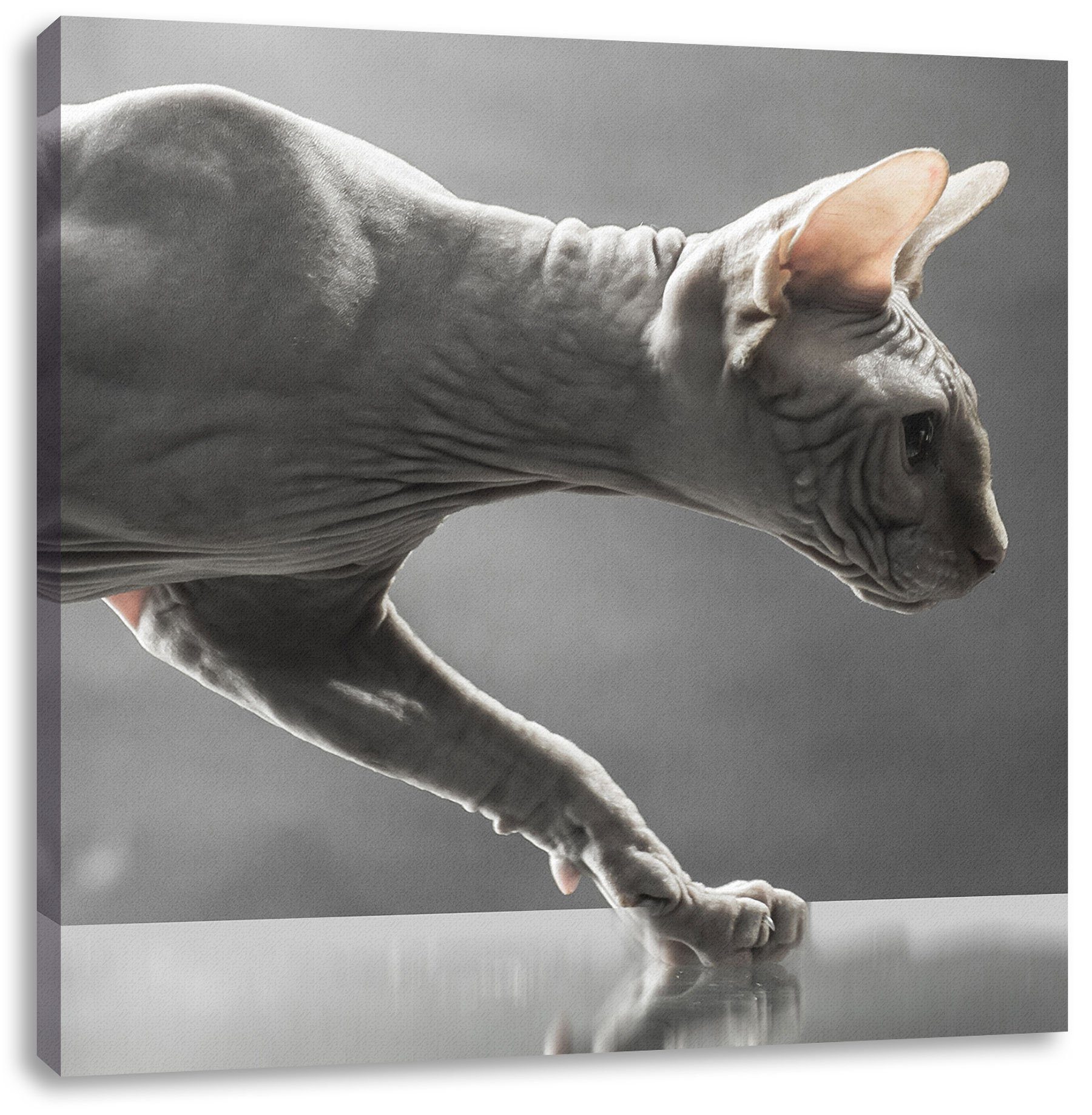 Pixxprint Leinwandbild Einzigartige Sphynx Katze, Einzigartige Sphynx Katze (1 St), Leinwandbild fertig bespannt, inkl. Zackenaufhänger | Leinwandbilder