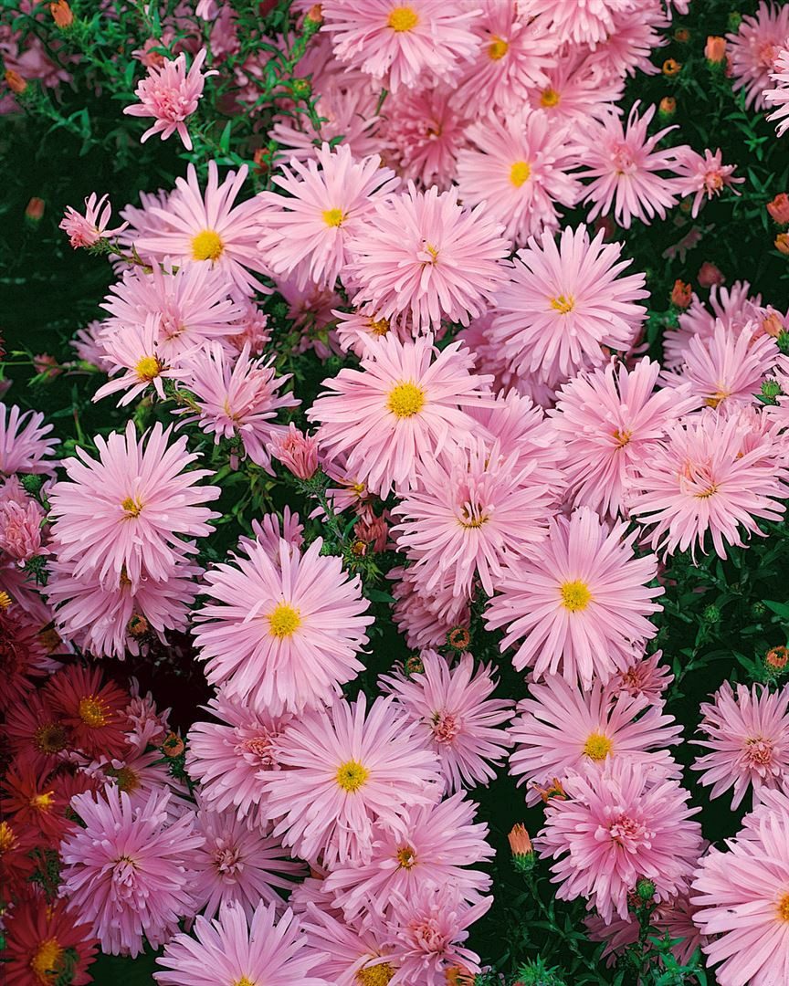 Pflanzen für Dich Staude Aster novi-belgii Rosaperle, 1 St., Glattblatt-Aster, Neubelgien-Aster