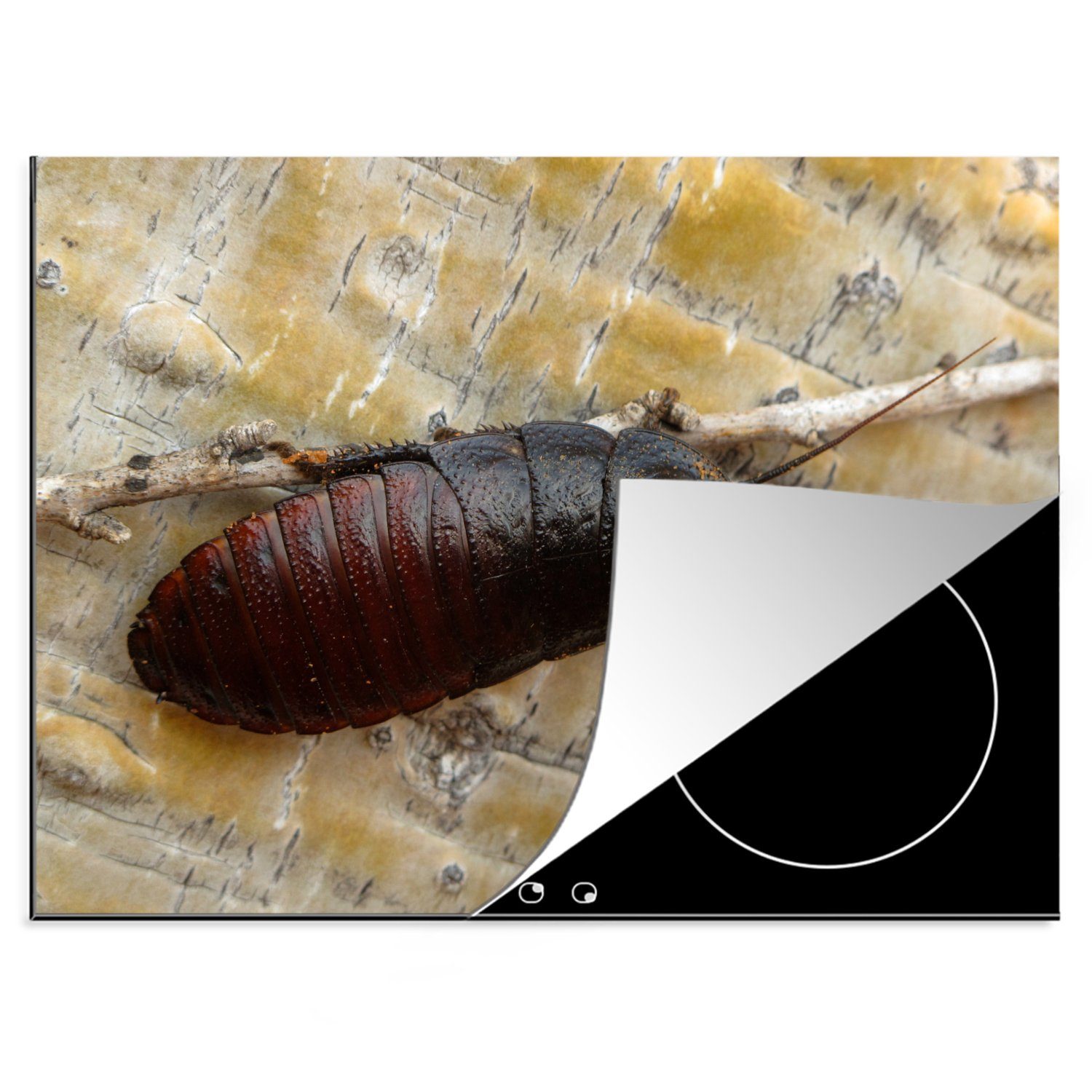 MuchoWow Herdblende-/Abdeckplatte Eine dunkle Kakerlake auf einem Zweig, Vinyl, (1 tlg), 70x52 cm, Mobile Arbeitsfläche nutzbar, Ceranfeldabdeckung