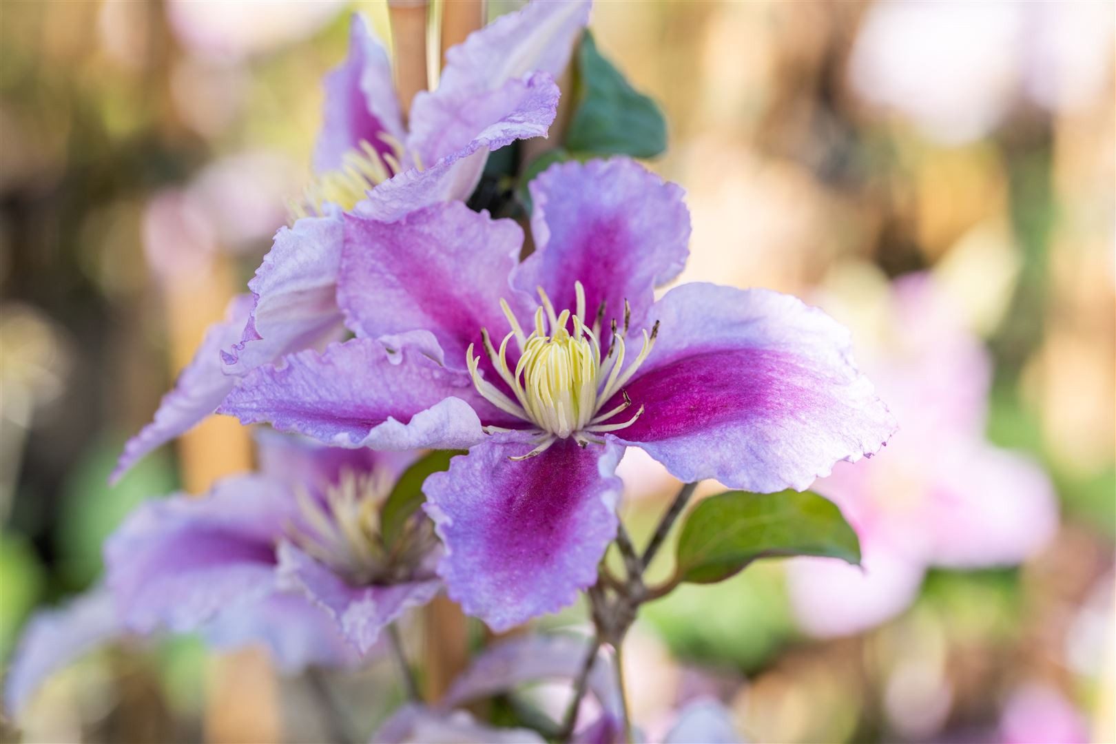 Pflanzen für Dich Kletterpflanze Clematis Hybride Tudor, 1 St., Clematis, Waldrebe, violettblühend, kletterpflanze