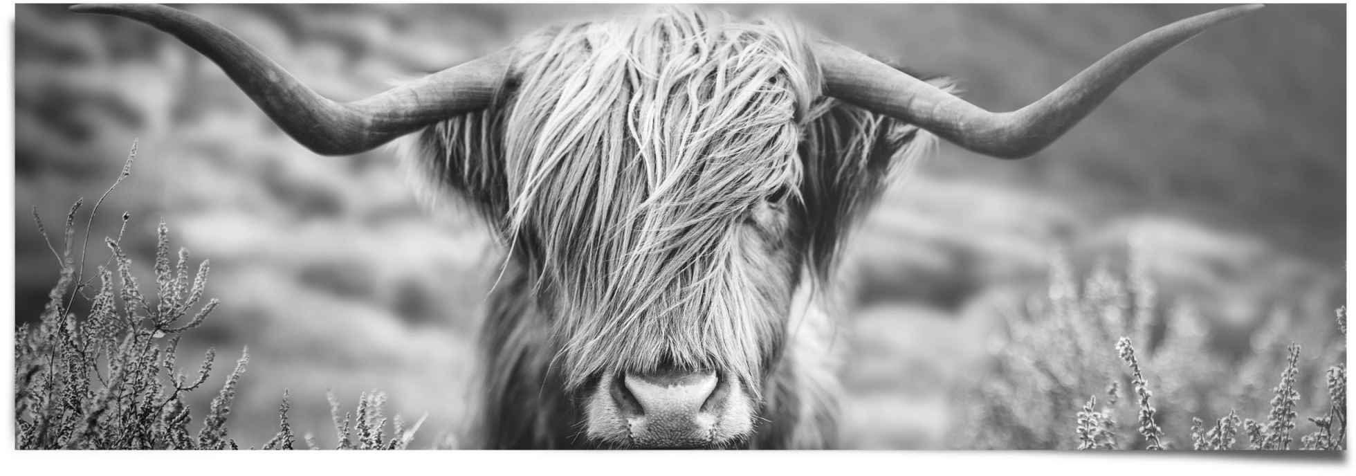 Reinders! Poster »Highlander Bulle Tiermotiv - Nahaufnahme - Hochlandrind Bild«, (1 Stück)-Otto