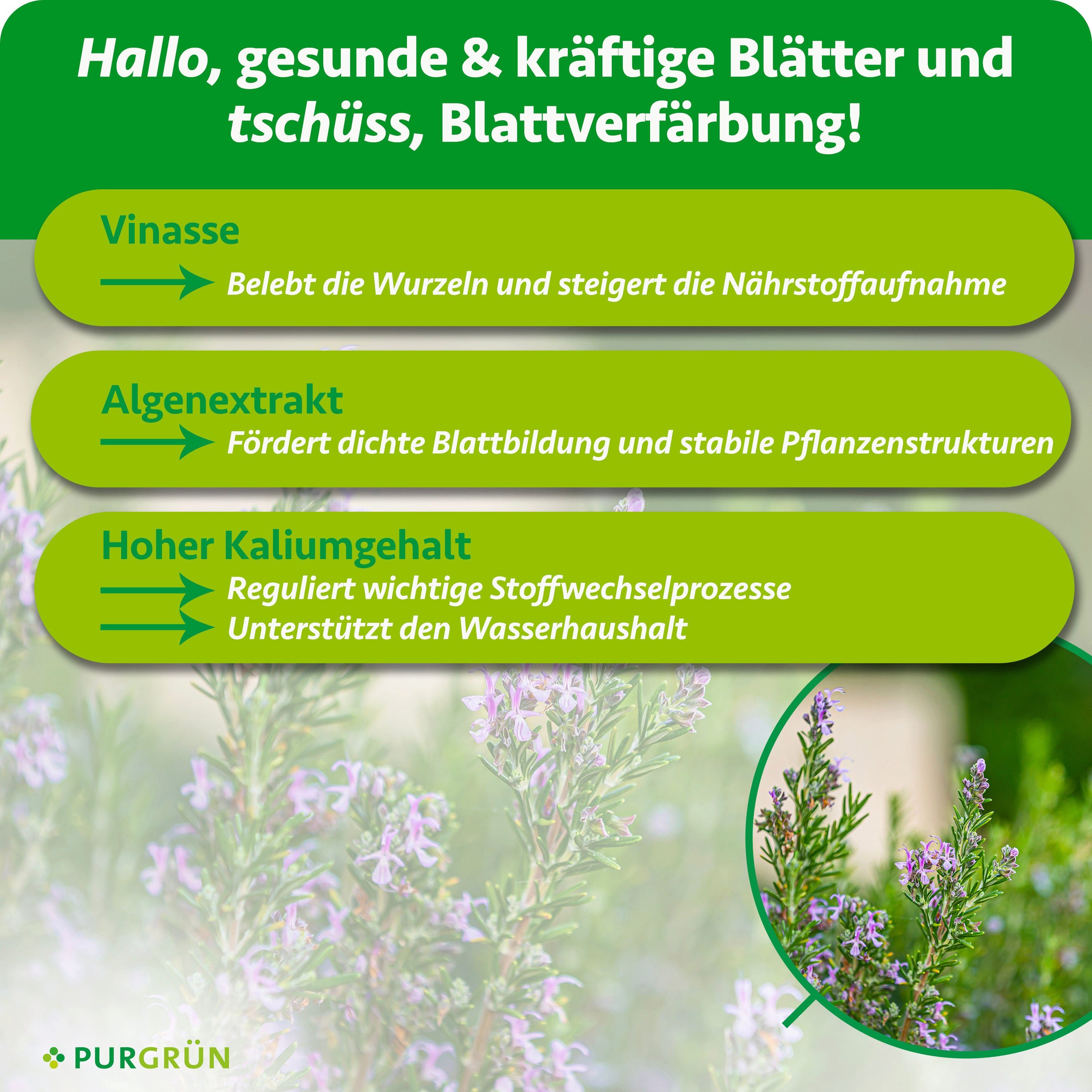 Purgrün Kräuterdünger Bio Rosmarin Dünger, NPK 4+1+7, Algenextrakt, 1 Liter, Flüssigdünger, 1-St., 1 Liter