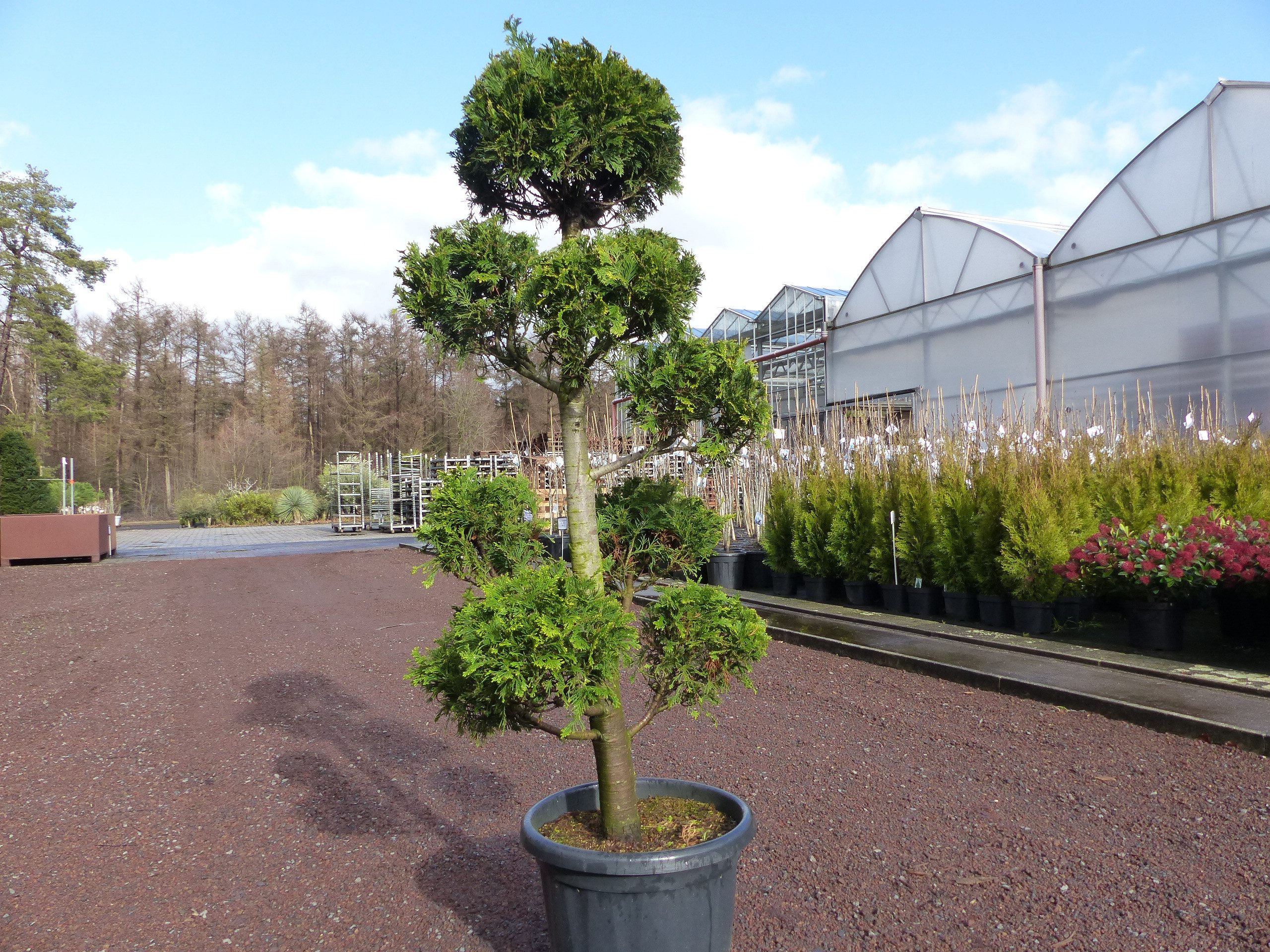 gruenwaren jakubik Olivenbaum Gartenbonsai als Pon Pon