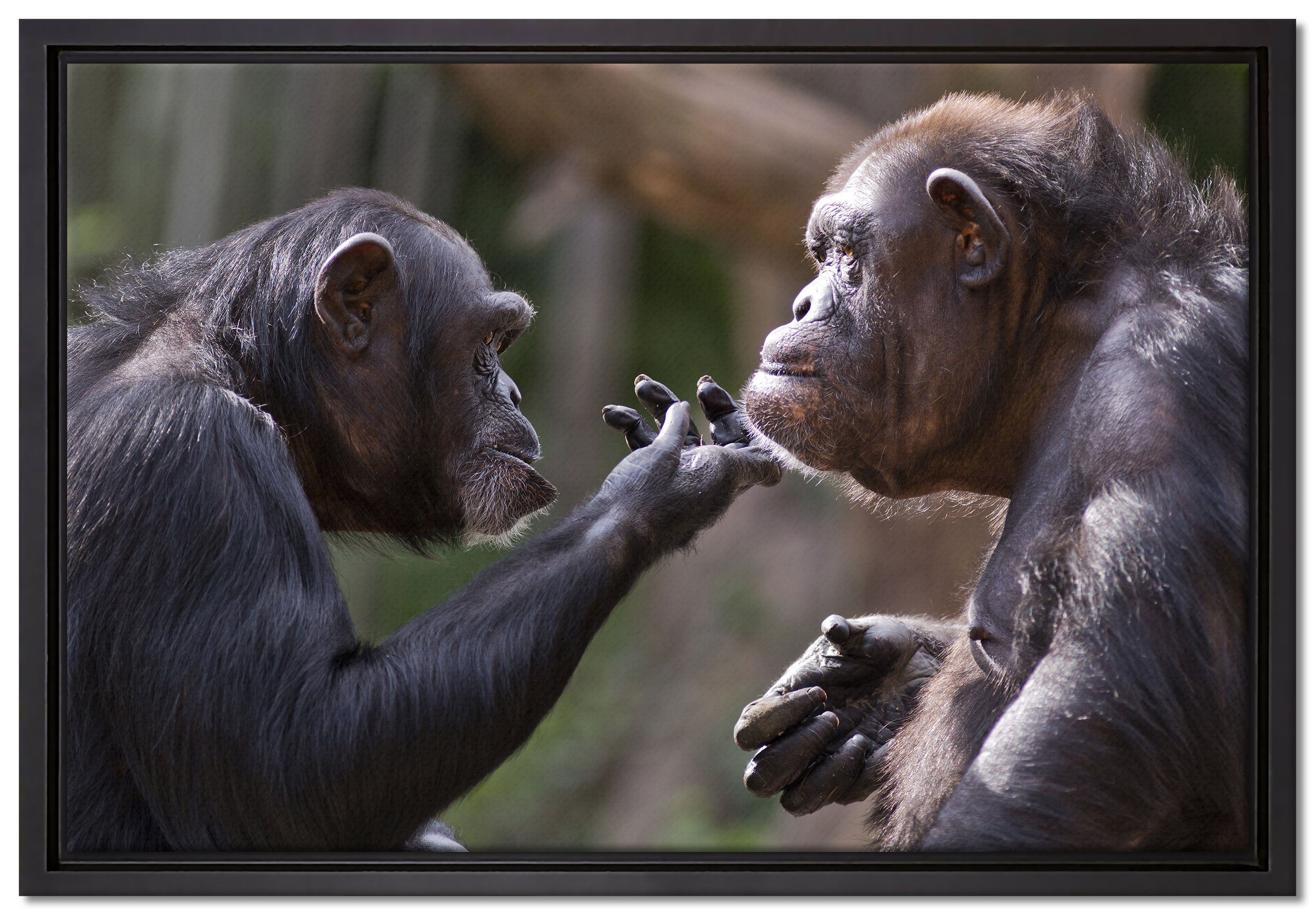 in St), Leinwandbild Leinwandbild Zackenaufhänger inkl. bespannt, Wanddekoration Pixxprint fertig Schattenfugen-Bilderrahmen einem Freundschaft, gefasst, Schimpansen (1