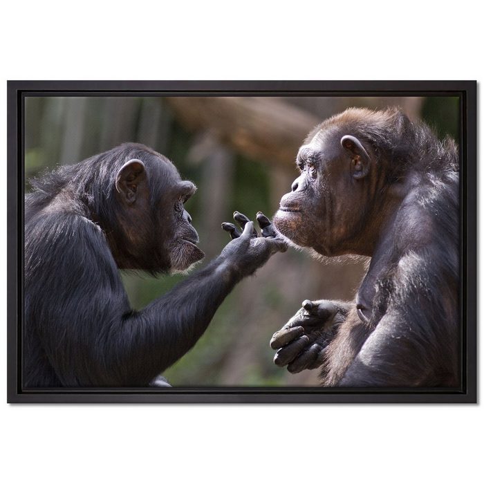 Pixxprint Leinwandbild Schimpansen Freundschaft Wanddekoration (1 St) Leinwandbild fertig bespannt in einem Schattenfugen-Bilderrahmen gefasst inkl. Zackenaufhänger