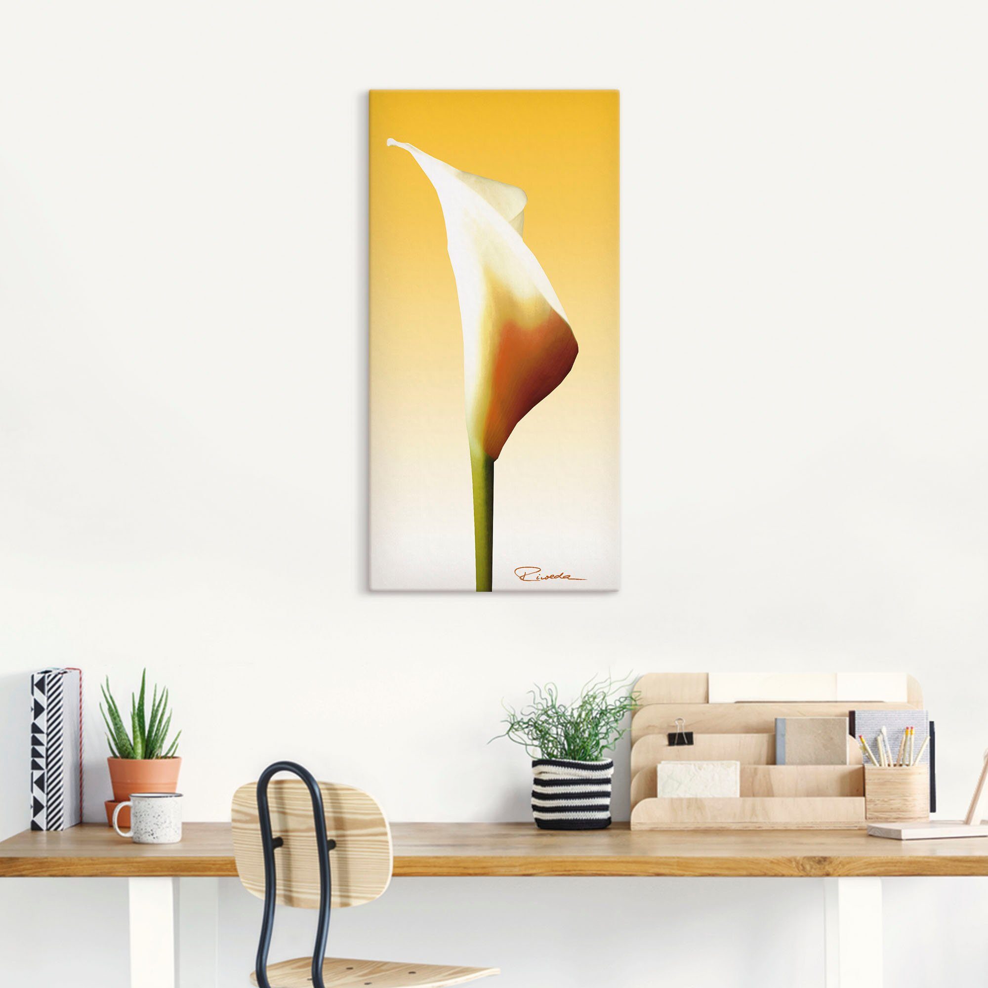 Artland Wandbild Sonnenschein Calla St), Blumenbilder als Größen I, (1 Wandaufkleber Poster versch. Leinwandbild, in oder Alubild