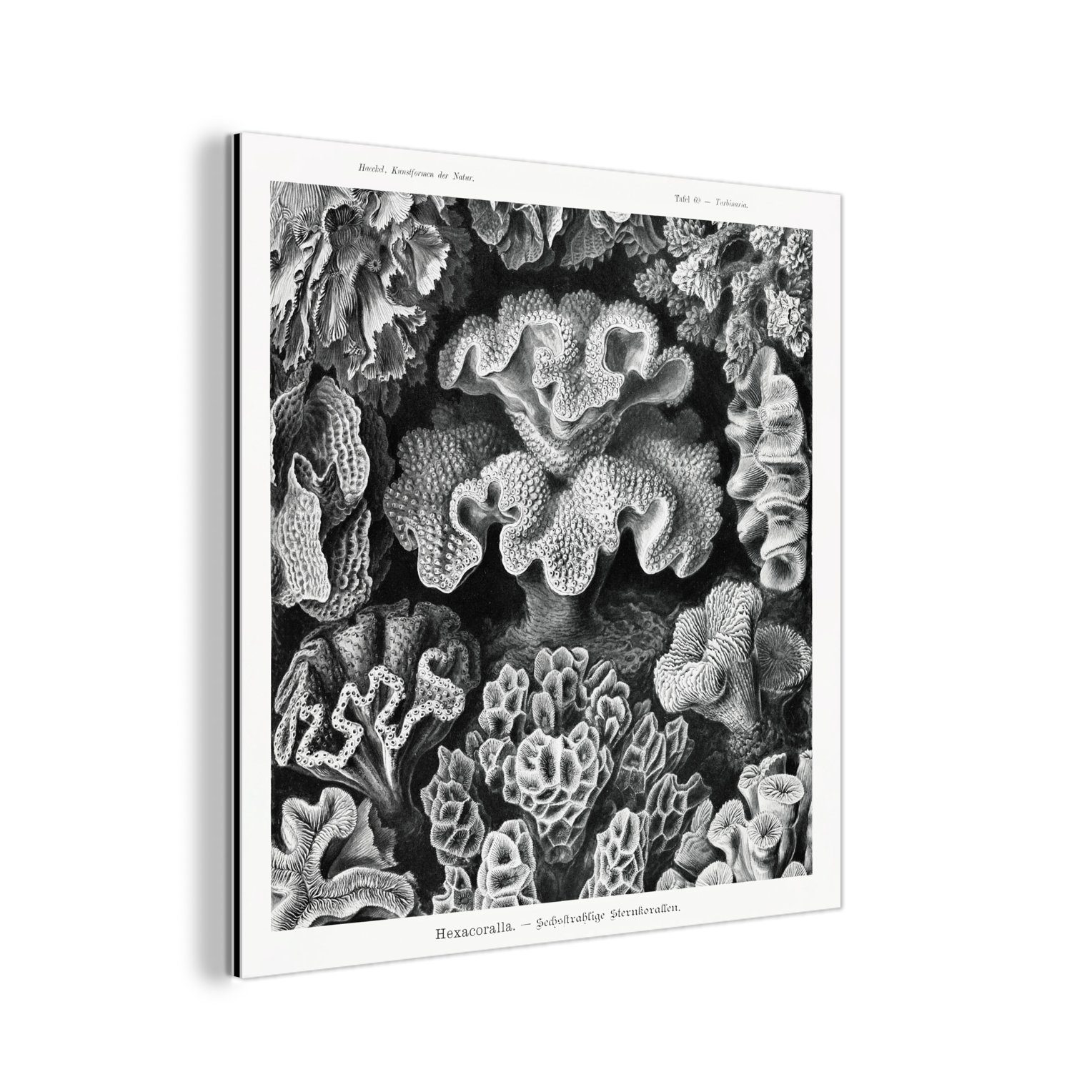 MuchoWow Metallbild Kunst - Koralle - Ernst Haeckel - Alte Meister - Natur, (1 St), Alu-Dibond-Druck, Gemälde aus Metall, Aluminium deko