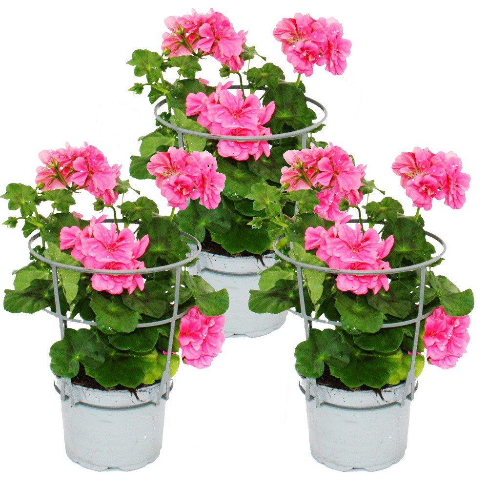 Exotenherz Beetpflanze Geranien hängend Pelargonium peltatum ver.Farben 12cm Topf 3er Set