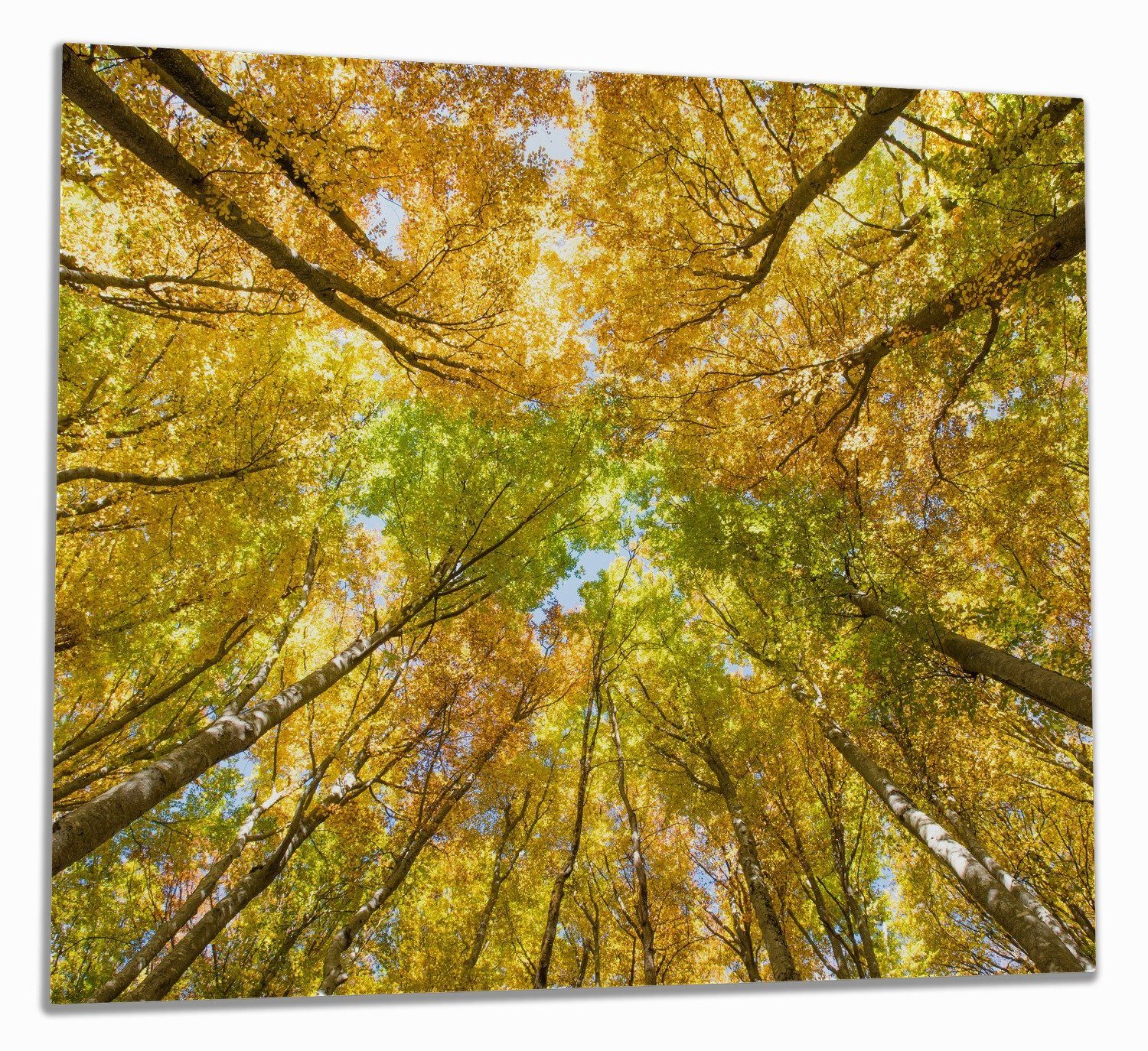 Wallario Herd-Abdeckplatte Goldener Herbst - Bunte Blätter von unten betrachtet, ESG-Sicherheitsglas, (Glasplatte, 1 tlg., inkl. 5mm Noppen), verschiedene Größen