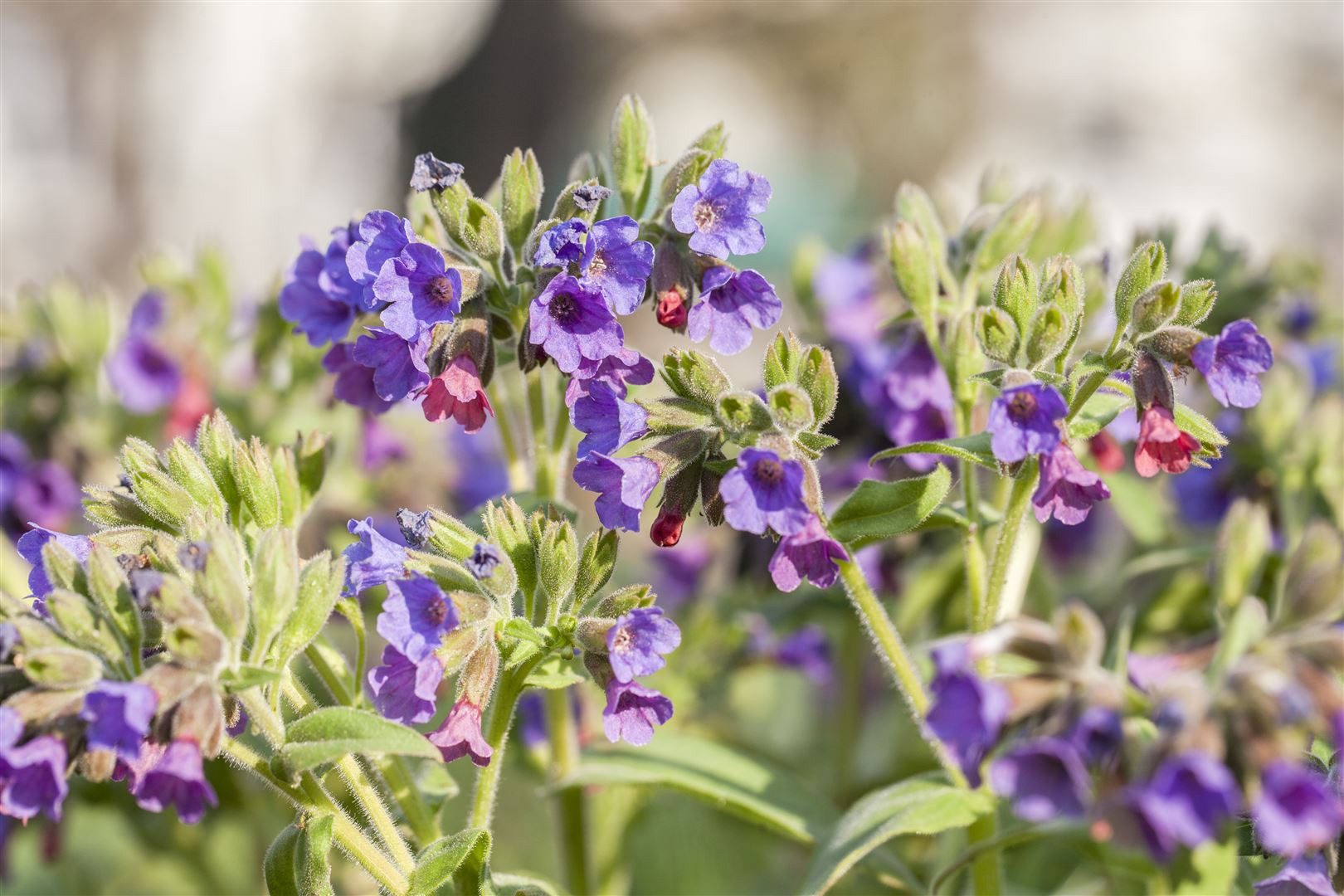 Pflanzen für Dich Staude Pulmonaria saccharata, 1 St., Geflecktes Lungenkraut, Lungenkraut