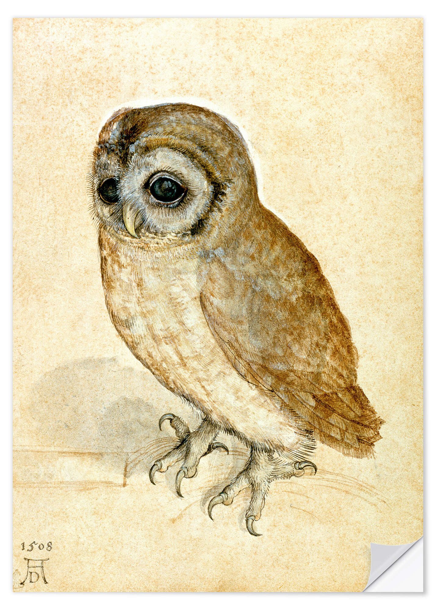 Wandfolie Albrecht Dürer