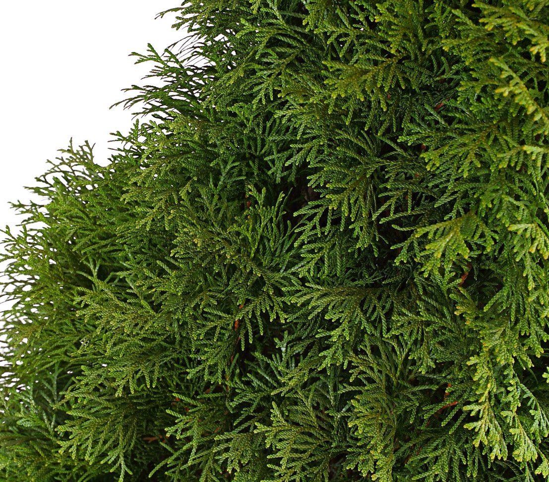 Dehner Hecken Thuja Lebensbaum Smaragd, 15 Pflanzen, für ca. 5 m Hecke, 100-125 cm, immergrüne Zypresse als Sichtschutz-Hecke