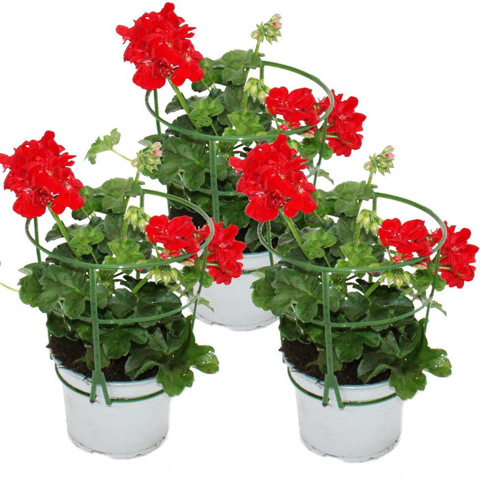 Exotenherz Beetpflanze Geranien hängend Pelargonium peltatum ver.Farben 12cm Topf 3er Set