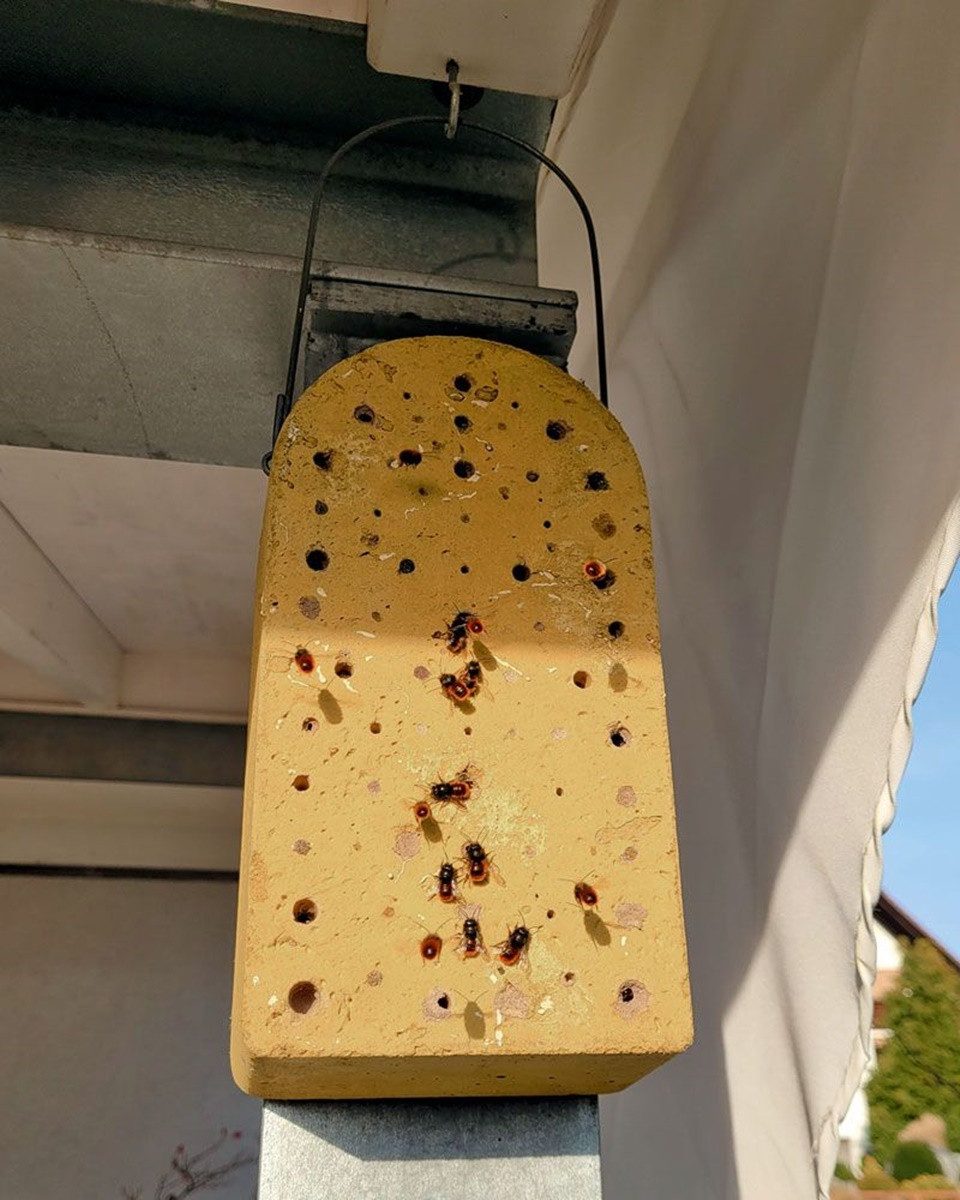 Schwegler Insektenhotel Naturschutzprodukt Insektennistblock Holzbeton Insektenhotel H 27 cm