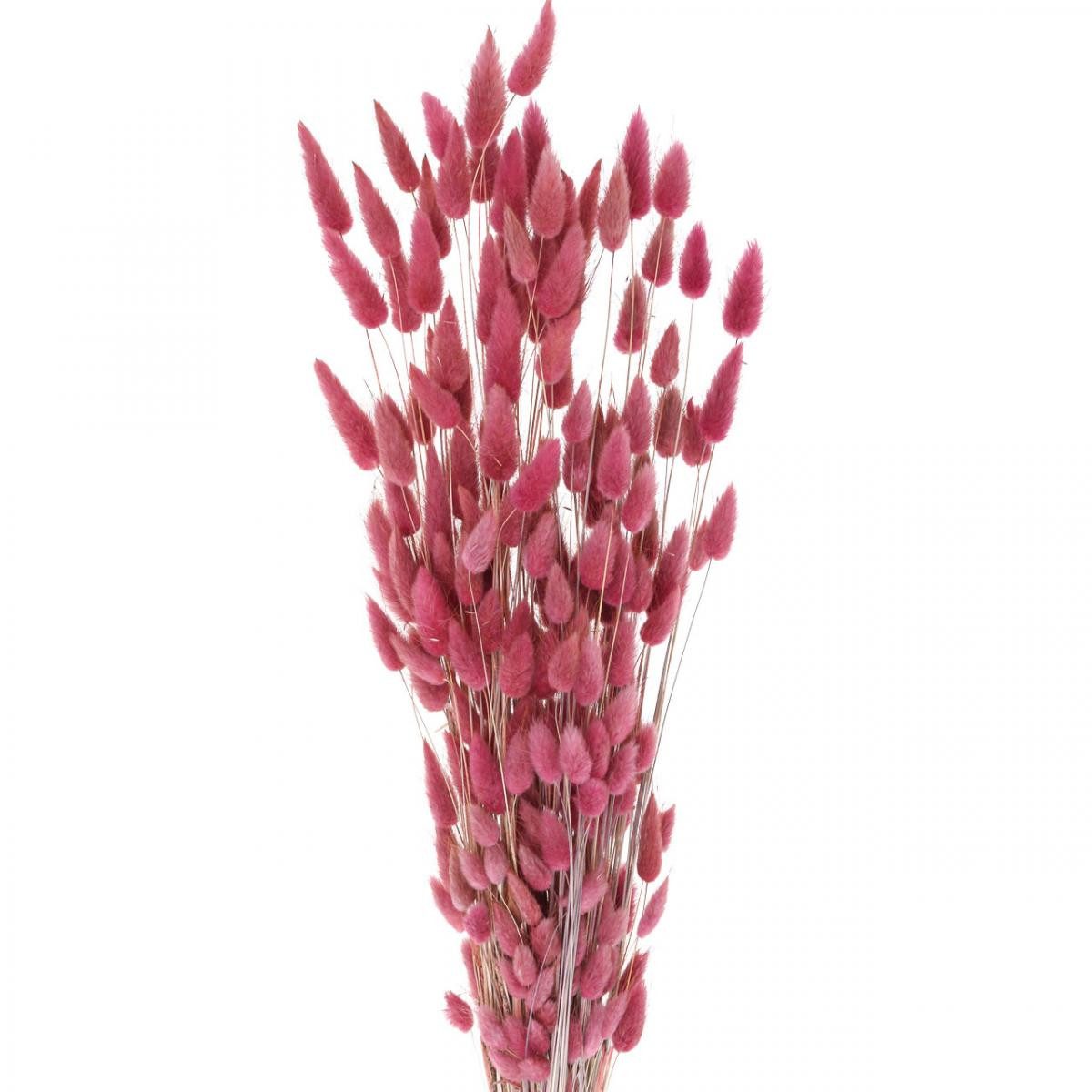 Trockenblume Hasenschwanzgras Trockenblumen Altrosa 60cm 50g Deko Boho-Stil