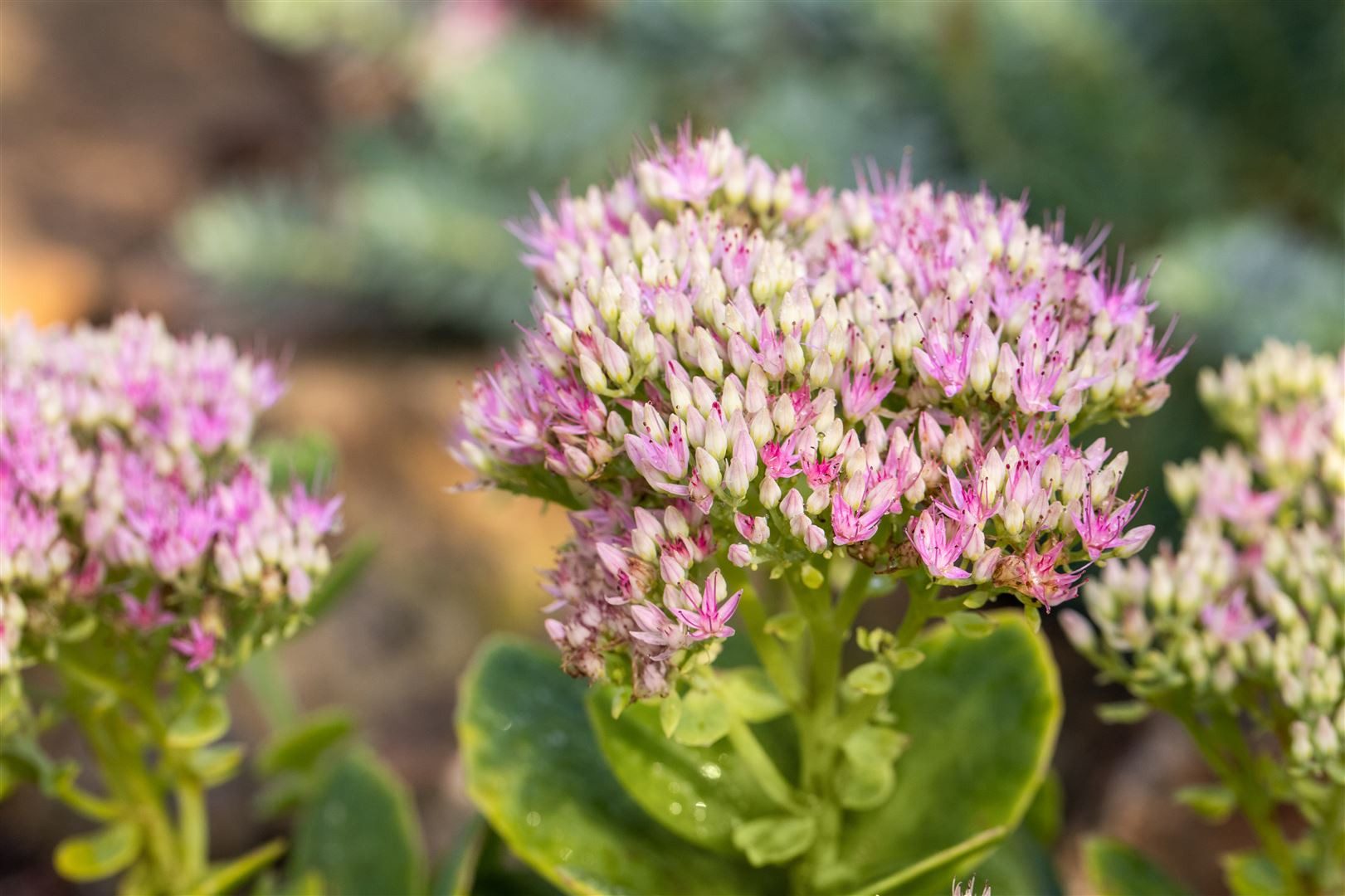 Pflanzen für Dich Staude Sedum spectabile 'Carmen', 1 St., Prächtige Fetthenne, Herbstfreude