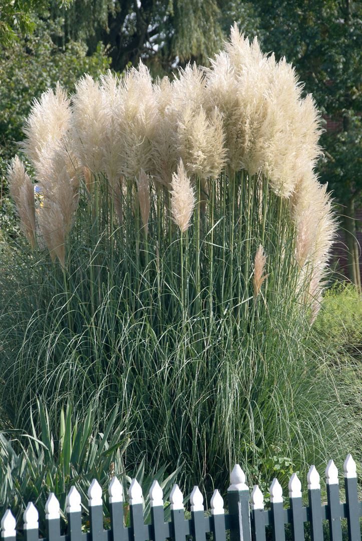 Pflanzen für Dich Травы Cortaderia sel. Sunningdale Silver, 1 St., Pampasgras, silbrig, hochwachsend