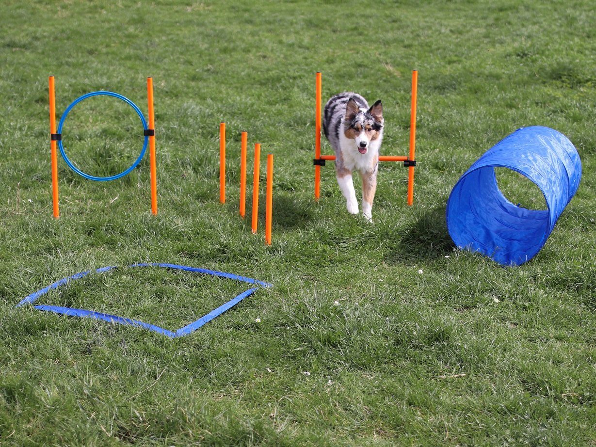 Thumbnail - Lemodo Agility-Slalom Agility Set für kleine und mittlere Hunde, Komplett-Set, Kunststoff