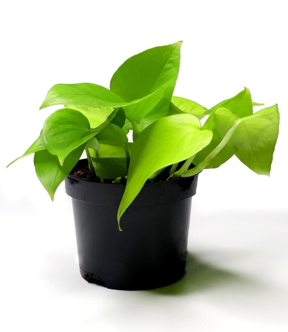 BALDUR Garten Zimmerpflanze Efeutute 'Golden Pothos', 1 St., Büropflanze, pflegeleicht