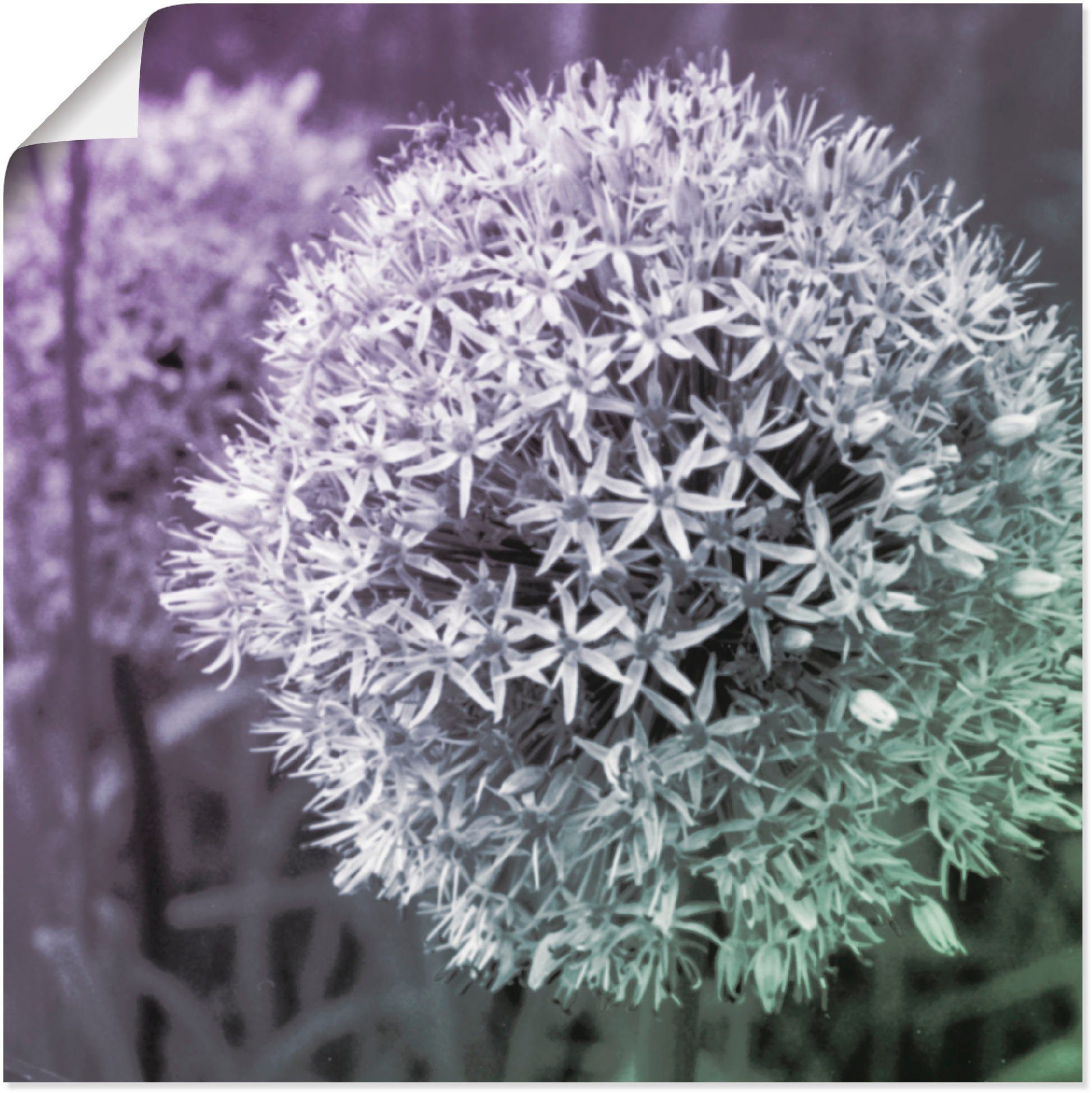 Artland Плакат Lila Sensation I, Blumen (1 St), ohne Rahmen