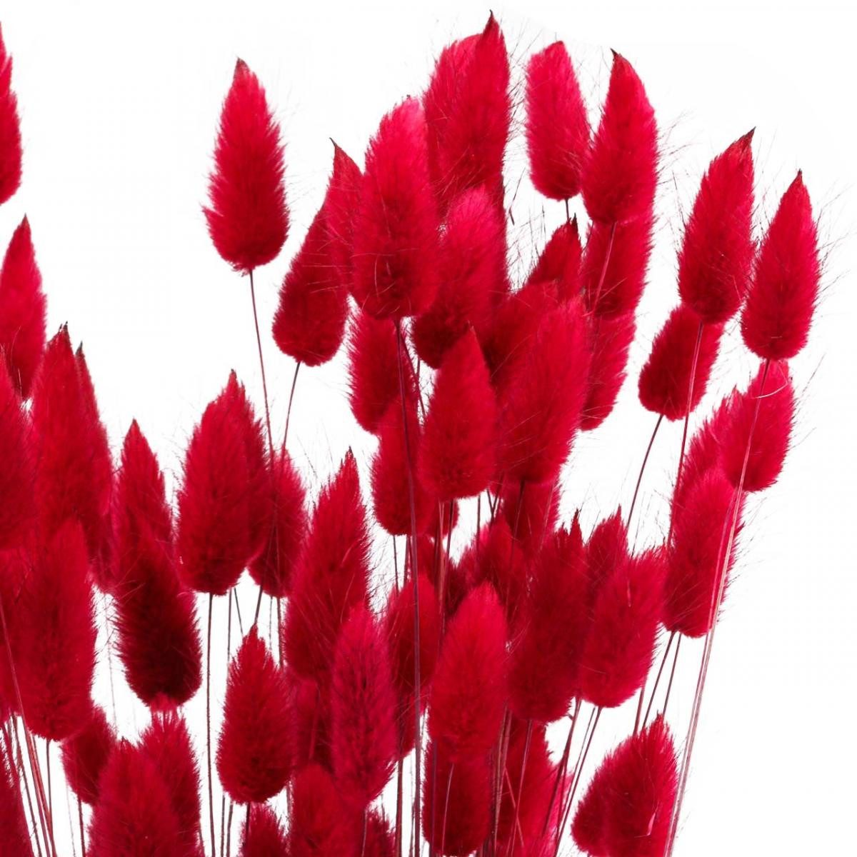 Trockenblume Hasenschwanzgras Lagurus Getrocknet Rot 60cm günstig online kaufen