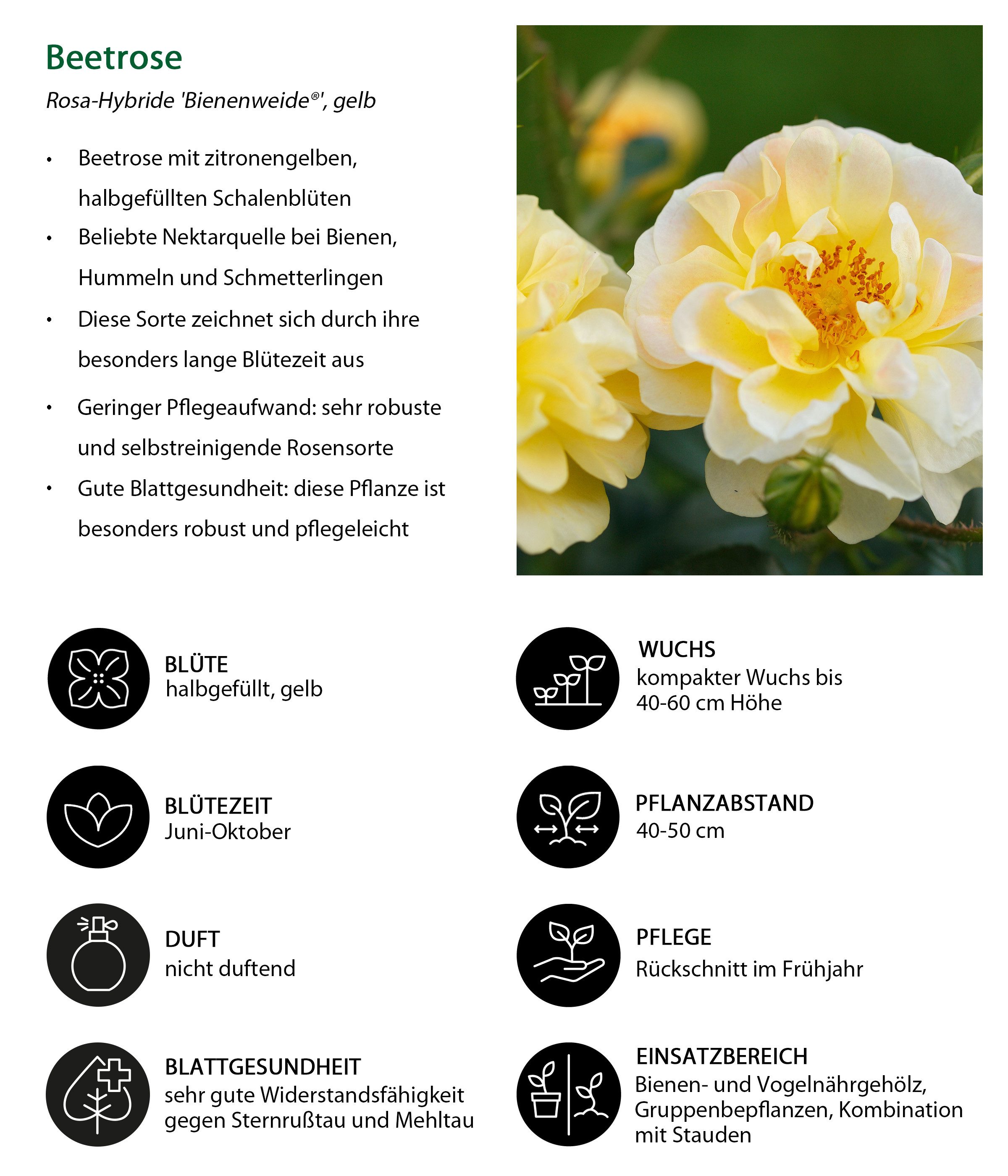 Dehner Rose Rosen-Set Insektenfreundlich, 3 Beetrosen je 1x gelb / rot / apricot