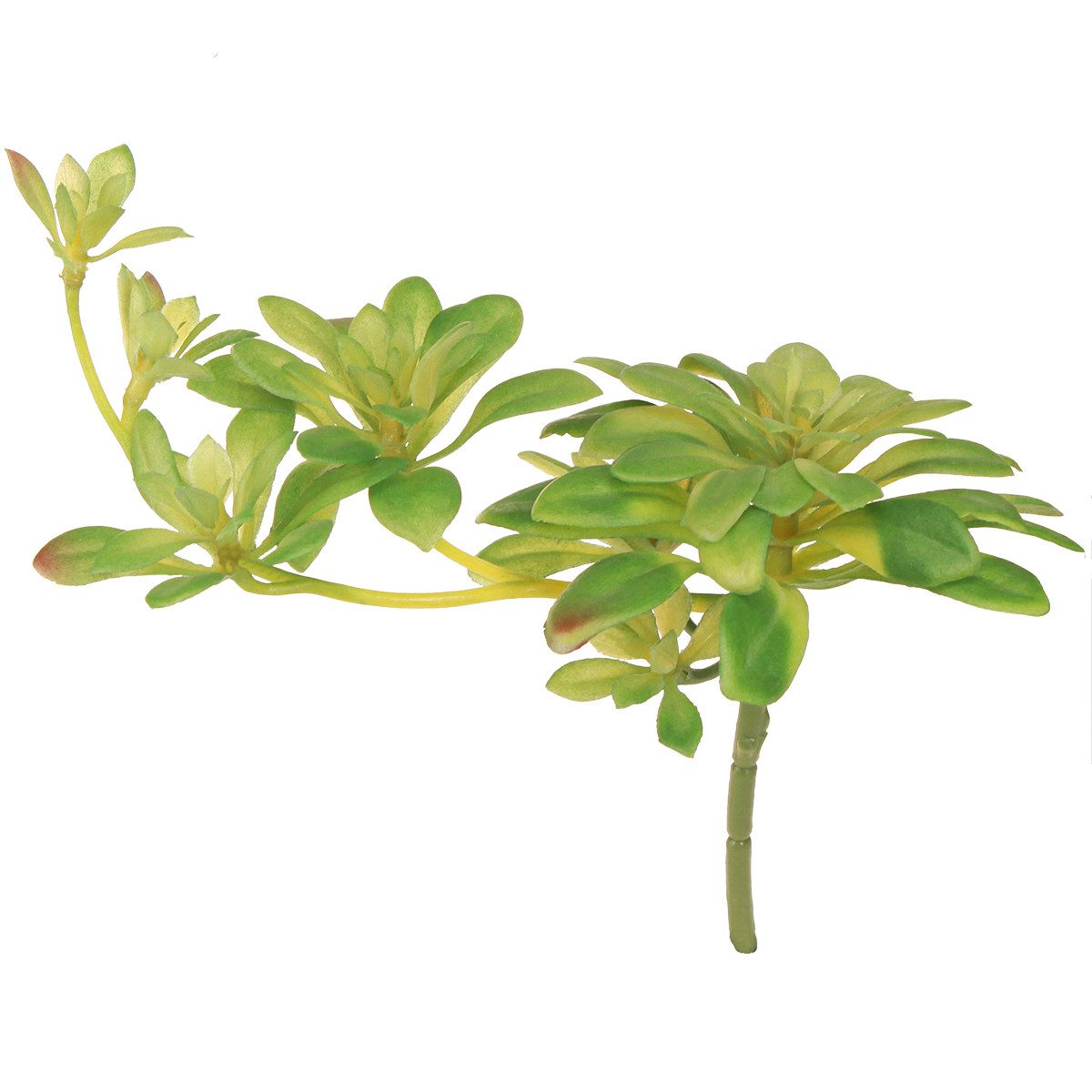 Kunstkaktus Sukkulente Kunstpflanze Aeonium Deko Grün 30cm 4er Set