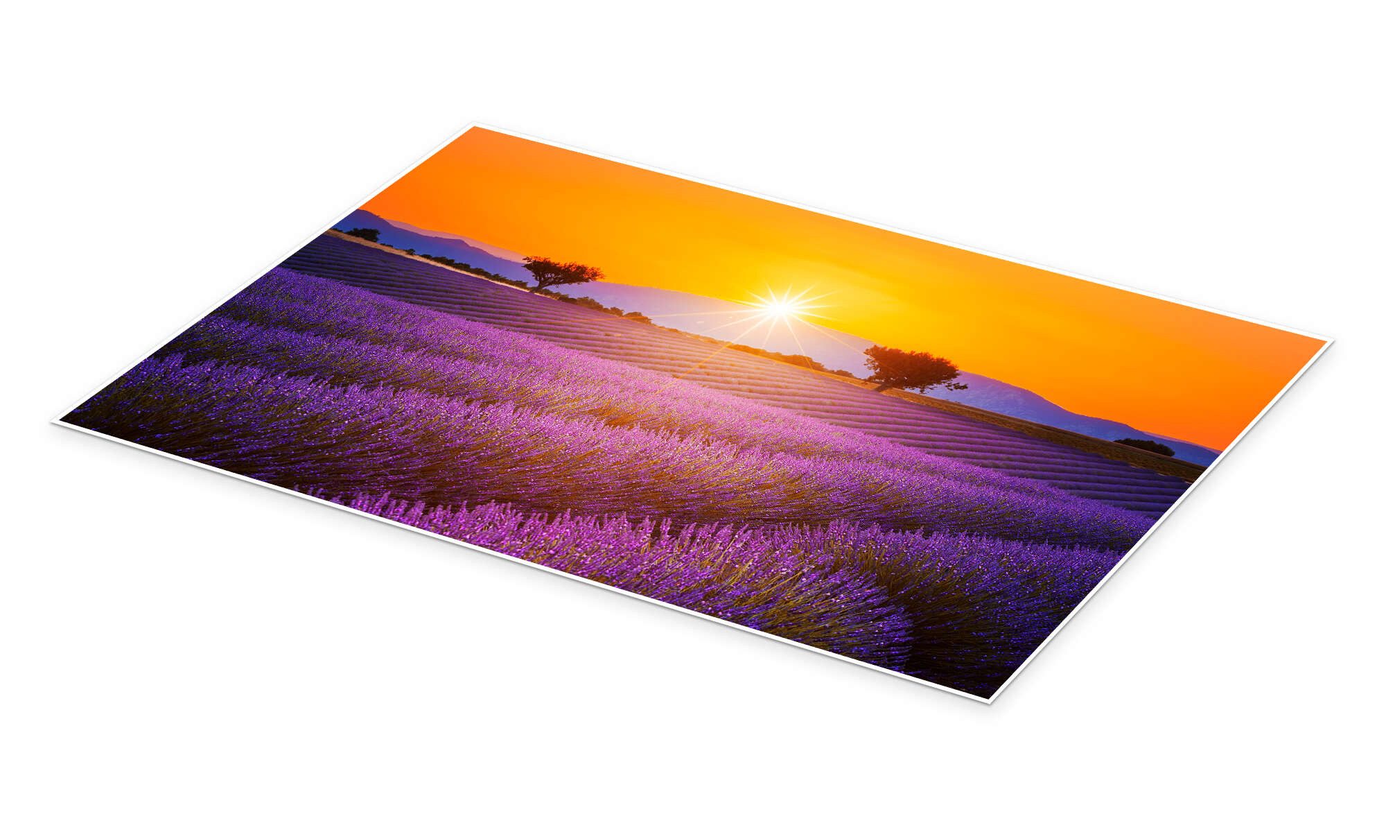 Posterlounge Wandbild Sonne über dem Lavendel, Editors Choice, erhältlich als Poster, Leinwandbild, Wandsticker oder Acrylglasbild