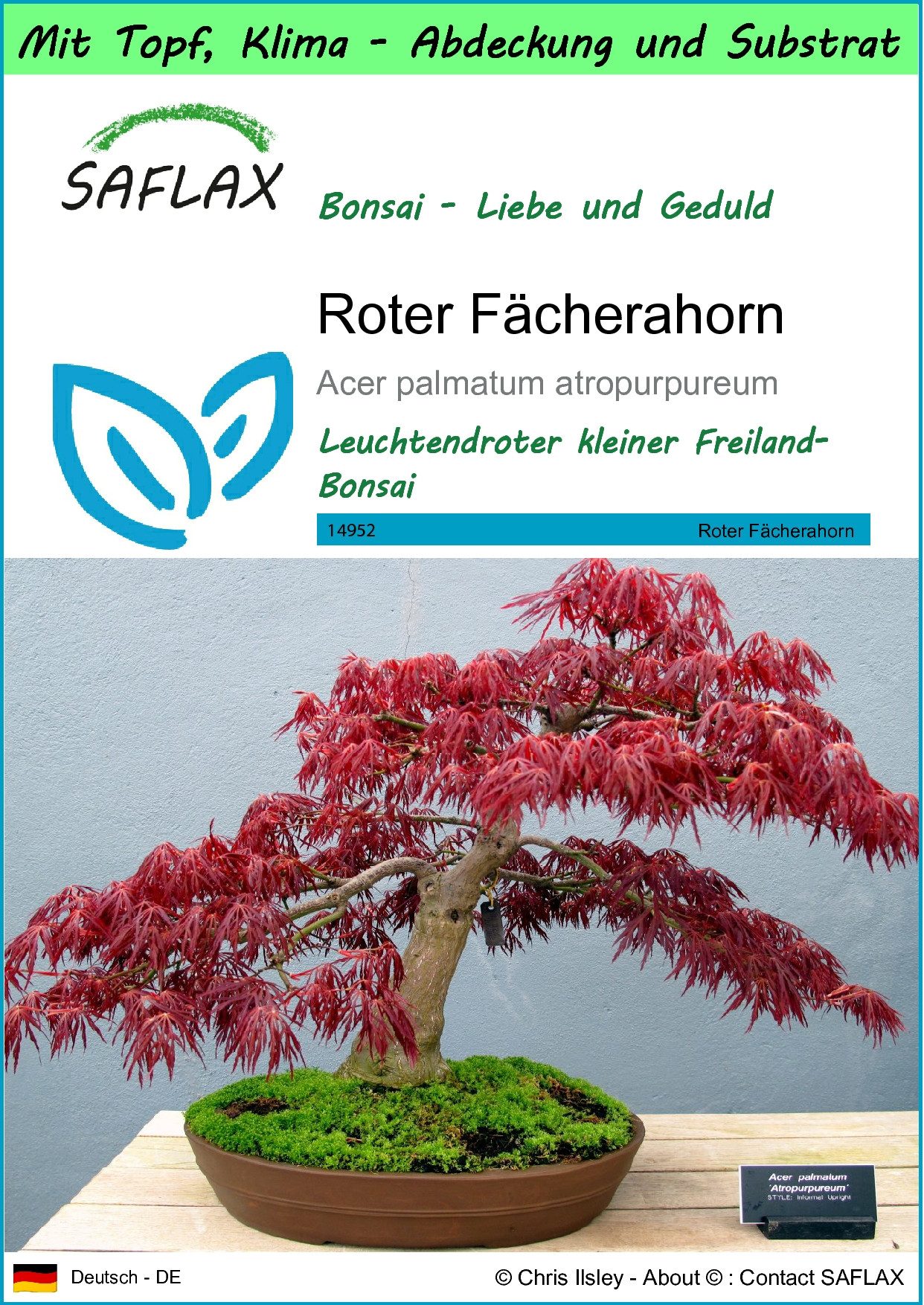 SAFLAX Blumensamen SAFLAX - Garden to go - Roter Fächerahorn