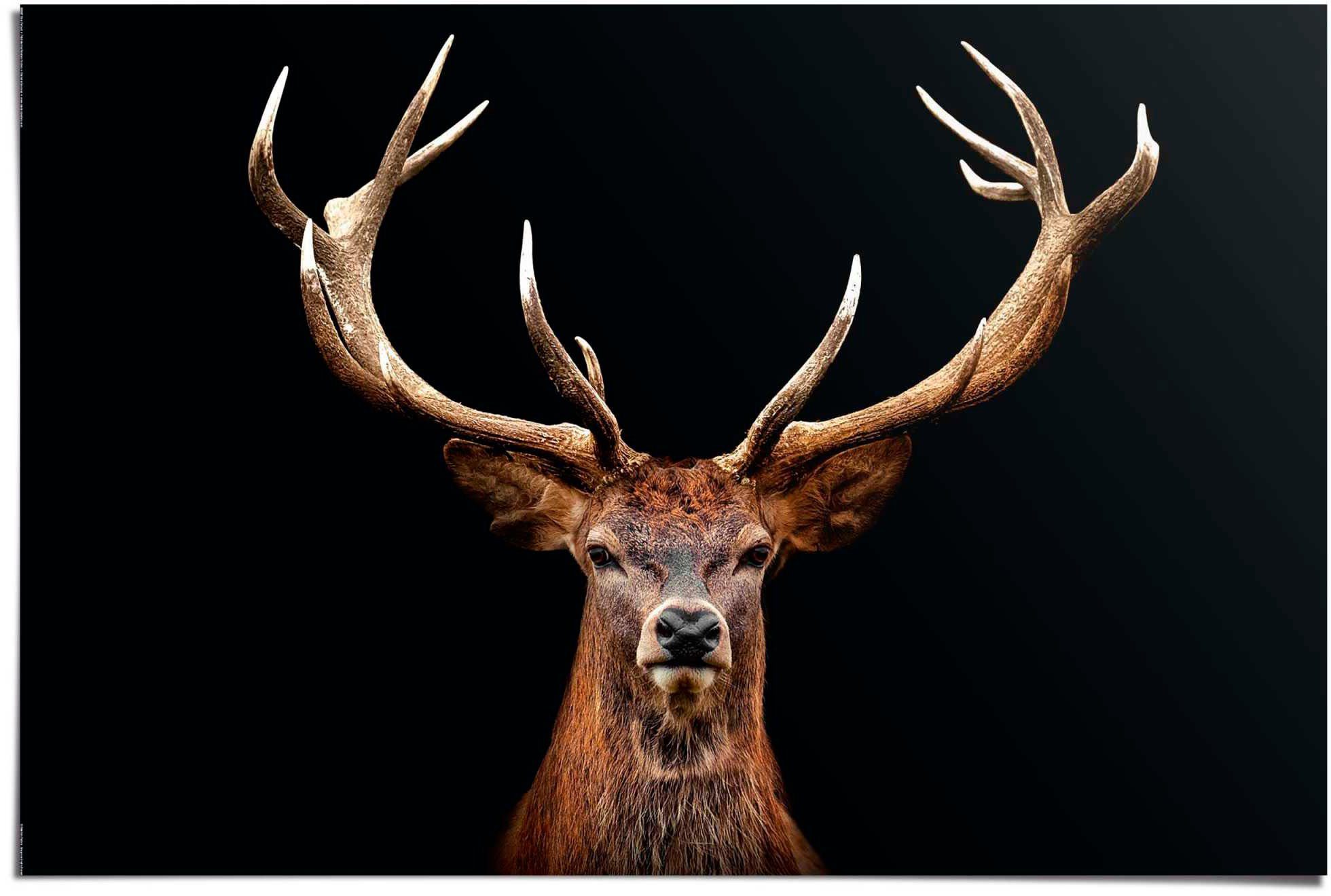 Reinders! Плакат Hirsch