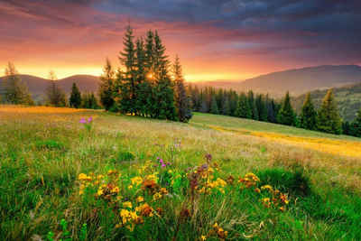 Papermoon Fototapete BLUMEN-WIESE-GEBIRGE NATUR NEBEL GRÜN SONNE BERG HIMMEL