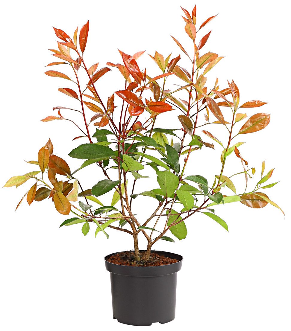 Dehner Hecken Purpur-Glanzmispel Red Robin, Photinia x fraseri, immergrüner Busch, Heckenpflanze mit hellrotem bis purpurfarbenem Austrieb