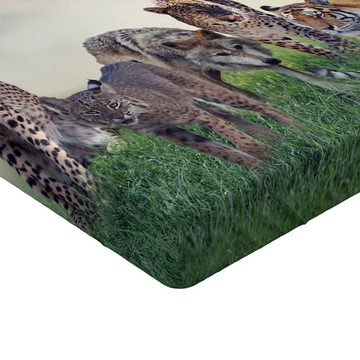 Spannbettlaken Soft Dekorativer Stoff Bettwäsche Rund-um Elastischer Gummizug, Abakuhaus, Leopard Digitale Tiere auf Gras