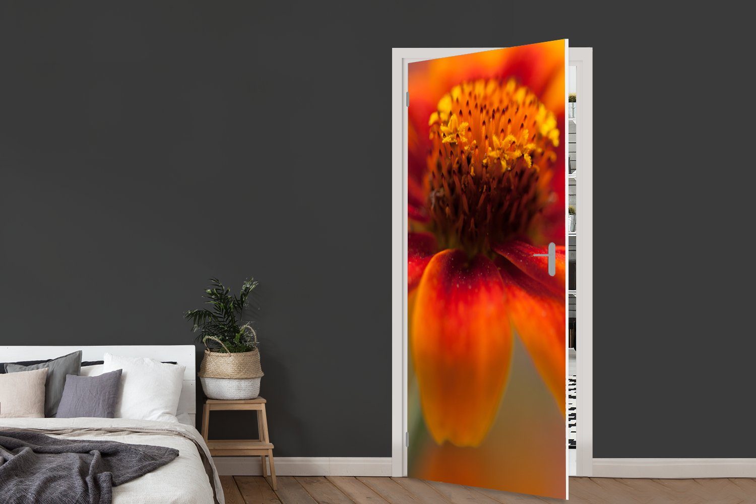 Fototapete Türtapete St), Nahaufnahme 75x205 orangefarbenen bedruckt, Zinnienblüte, (1 für Türaufkleber, MuchoWow cm einer Matt, Tür,