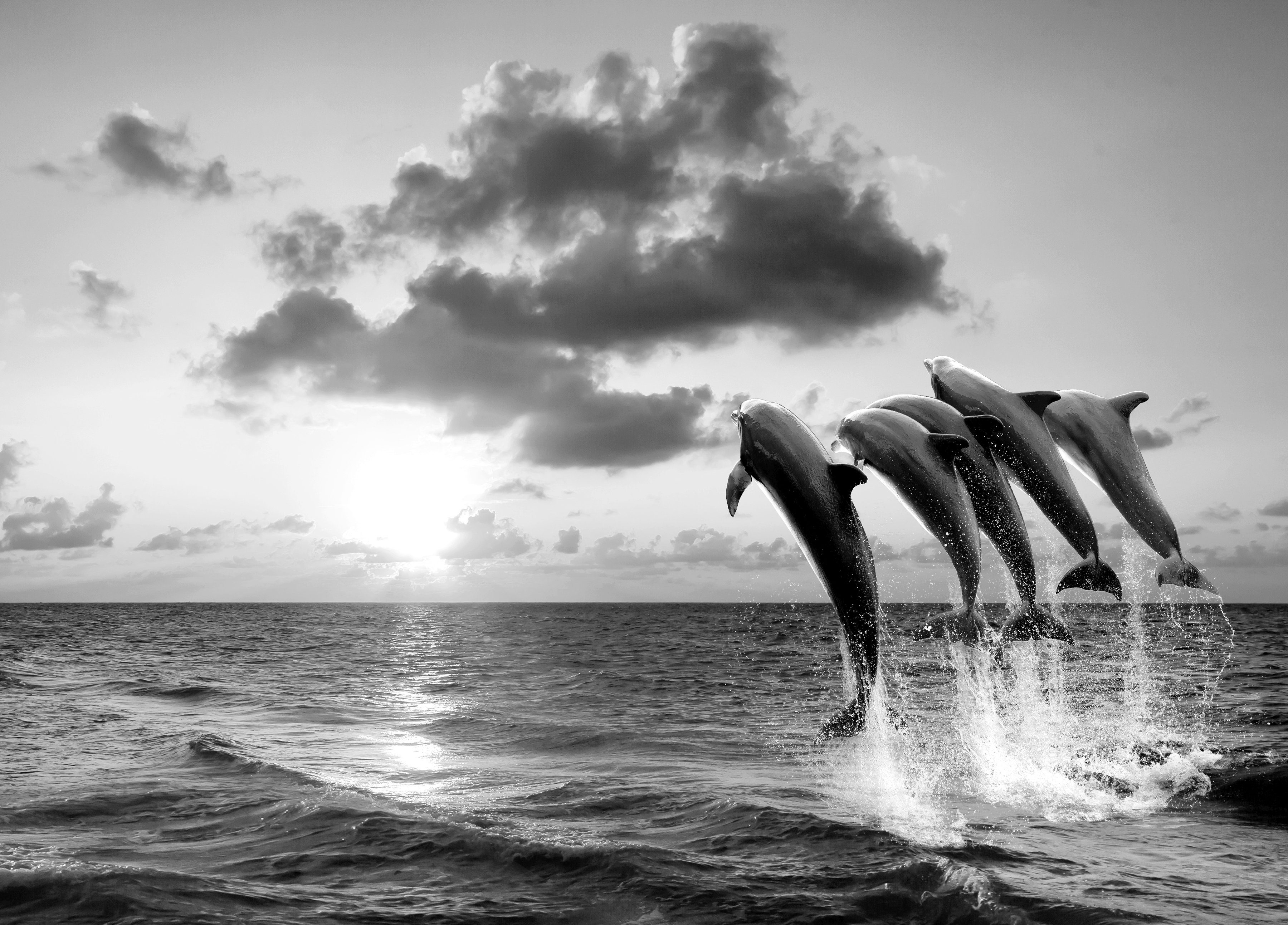 Weiß Papermoon Delfine Schwarz & Fototapete