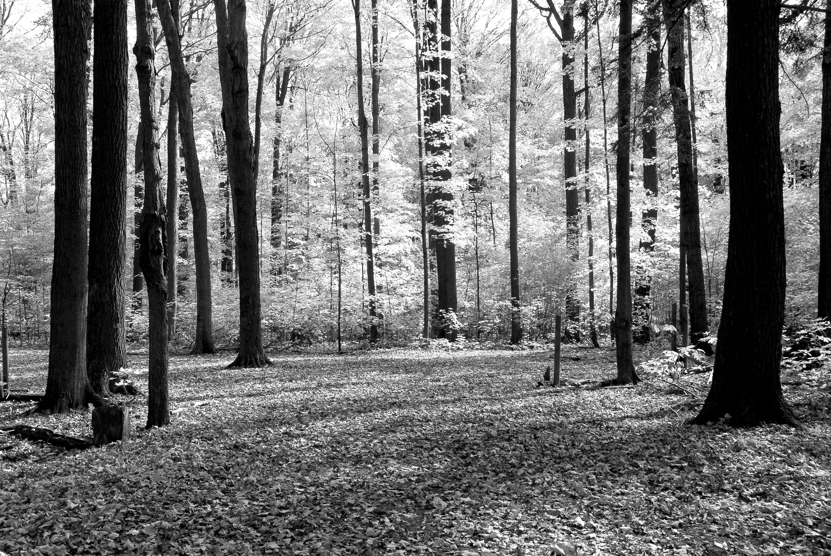 Fototapete Wald Schwarz & Weiß