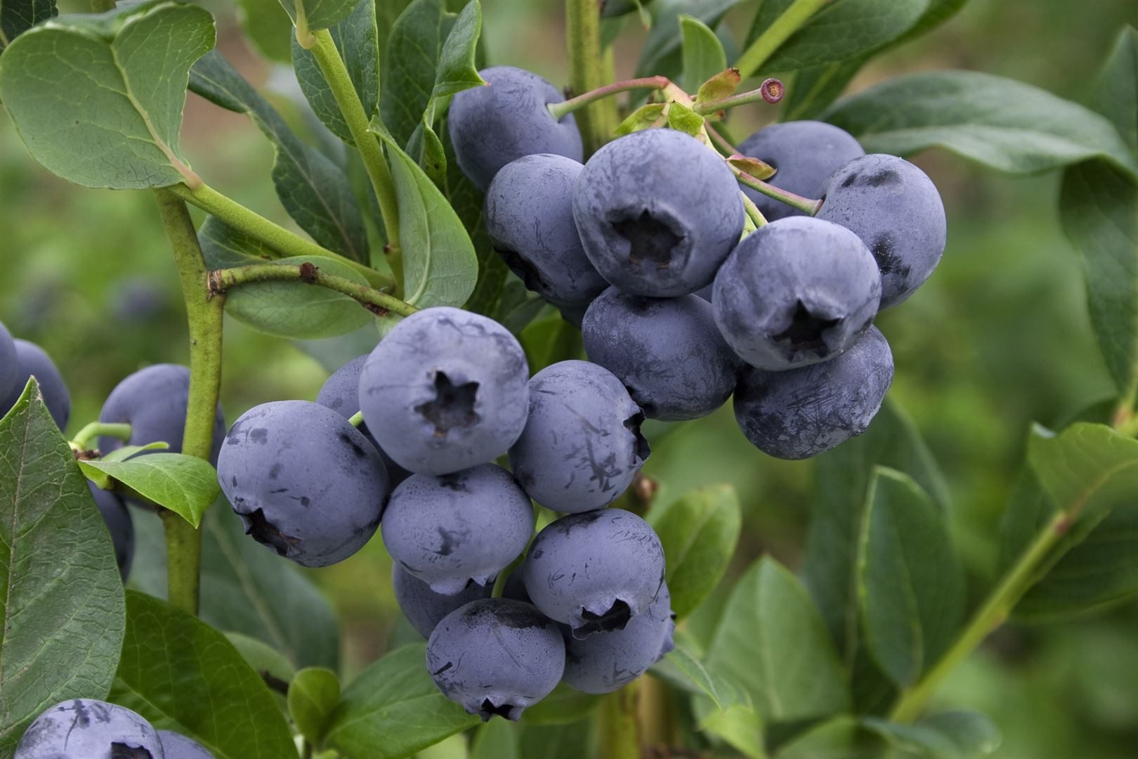 Pflanzen für Dich Obstpflanze Vaccinium corymbosum Toro, 1 St., Amerikanische Heidelbeere, Kulturheidelbeere, Blaubeere, großfrüchtig, ertragreich