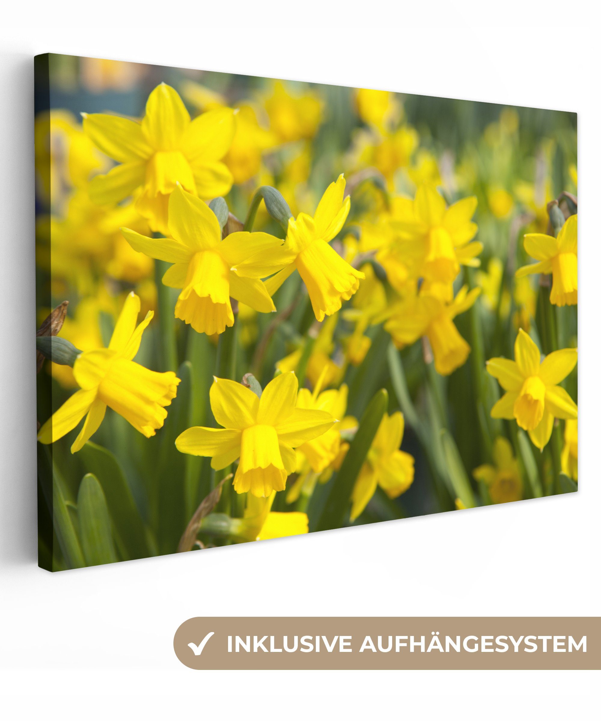 OneMillionCanvasses® Leinwandbild Blume - Narzissen - Gelb, (1 St), Wandbild Leinwandbilder, Aufhängefertig, Wanddeko, 30x20 cm