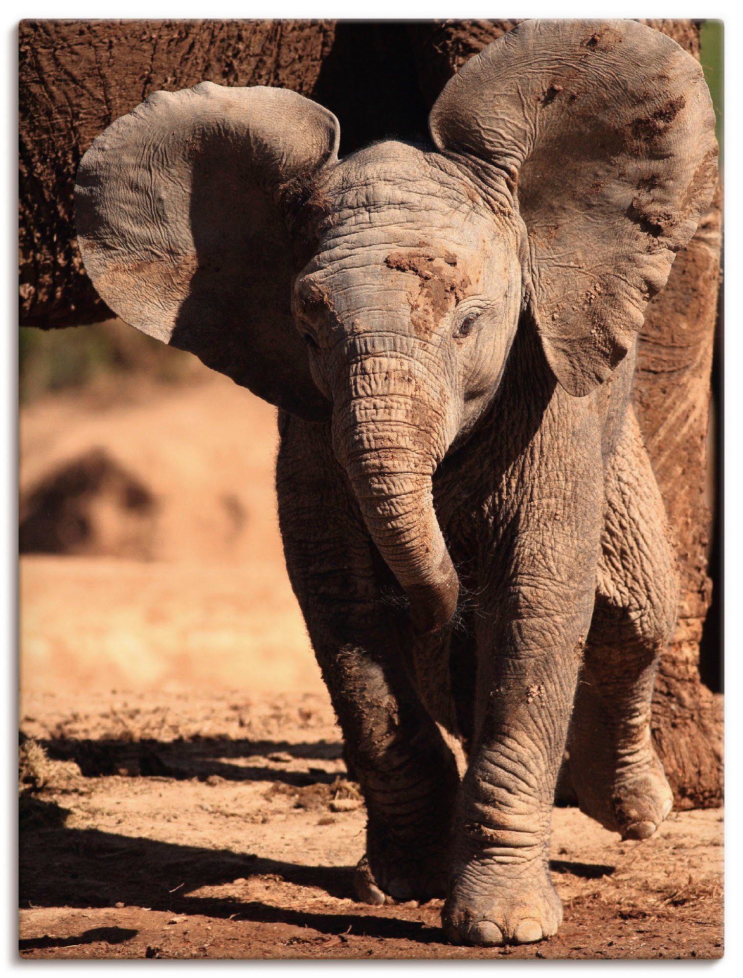 Artland Wandbild Elefantenbaby, Wildtiere (1 St), als Alubild, Leinwandbild, Wandaufkleber oder Poster in versch. Größen