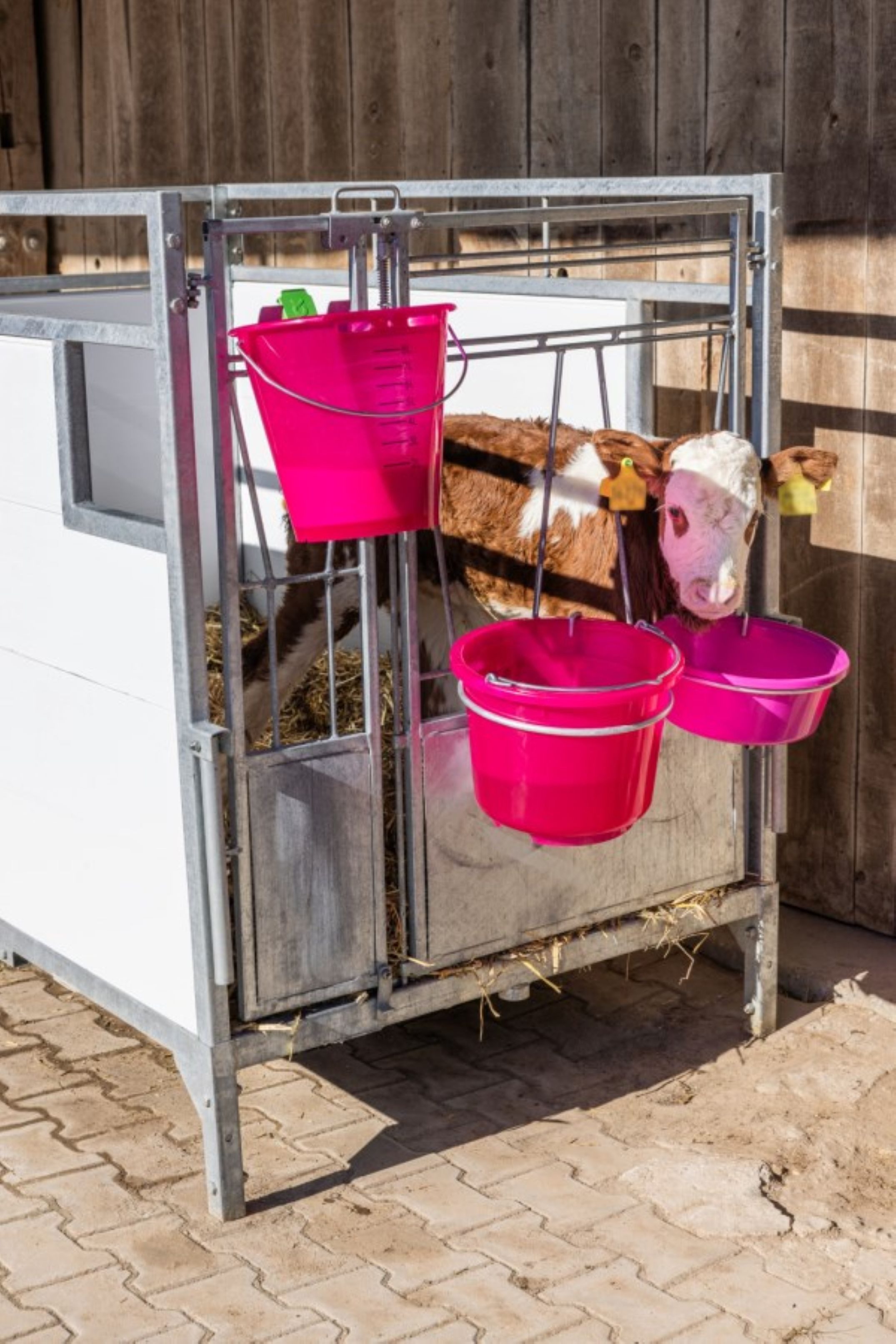 Kerbl Baueimer Kerbl Stall- und Baueimer, rosa transparent, Ø 33 cm, 12 Ltr., 298801