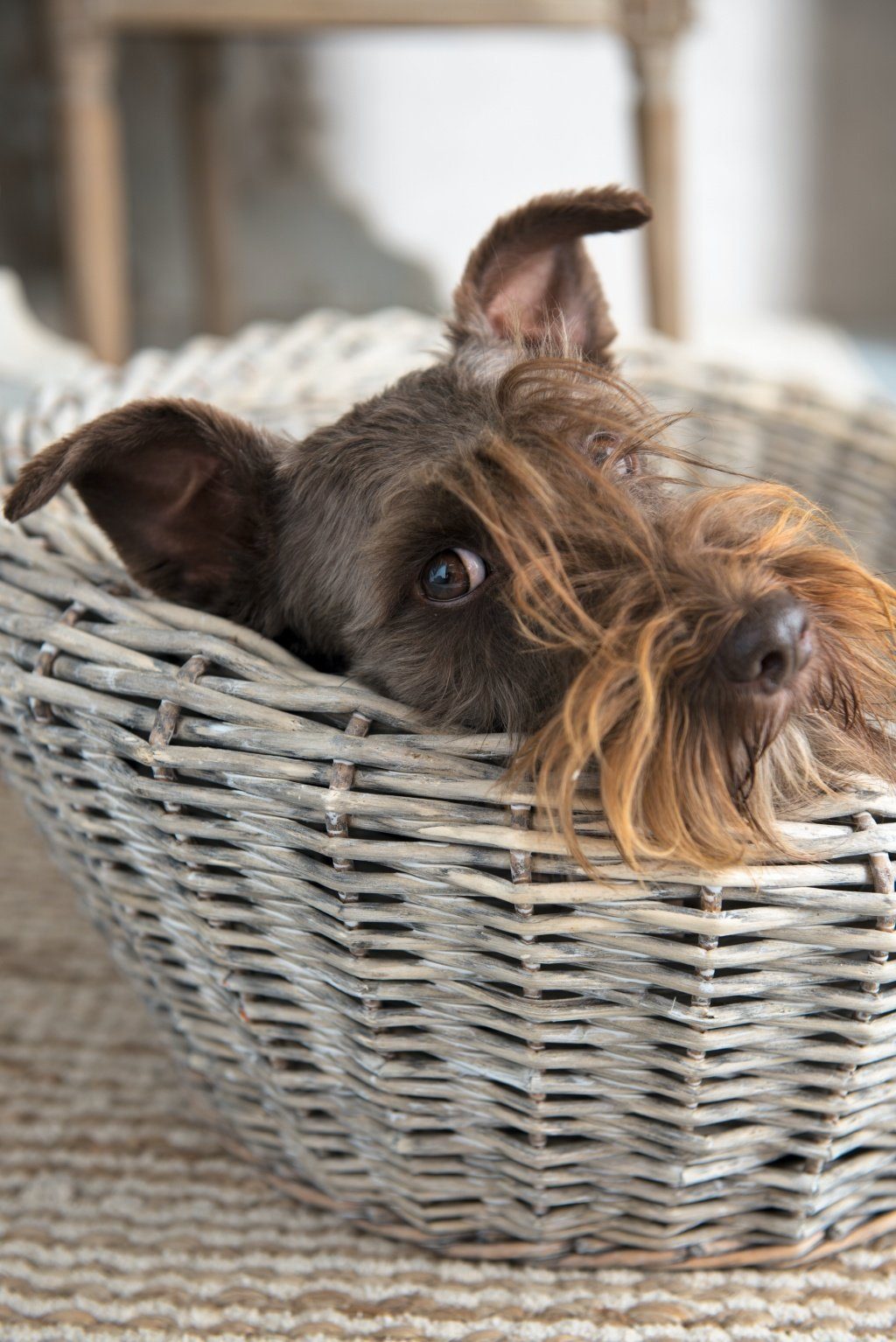 Thumbnail - Clayre & Eef Futternapf, Edelstahl, Tolle Futterschalen Doppel Hundefressnapf aus Eisen Modell KIN