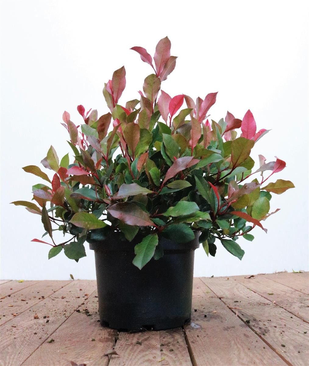 Pflanzen für Dich Gehölze Photinia fraseri Little Red Robin, 1 St., Glanzmispel, Rote Glanzmispel