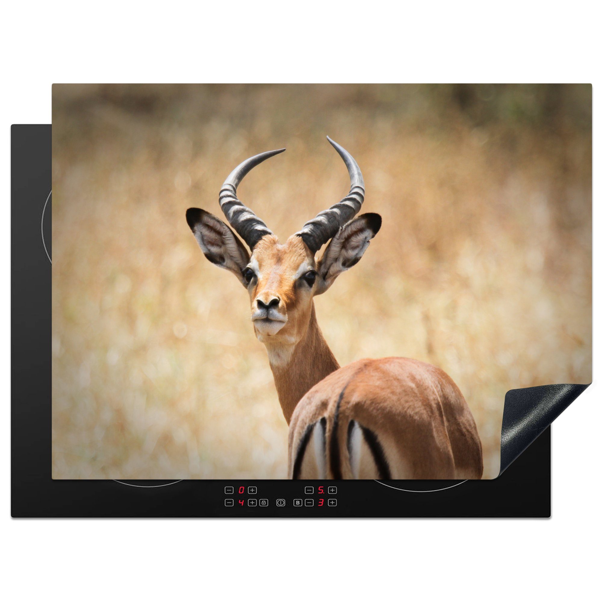 MuchoWow Herdblende-/Abdeckplatte Gazelle - Afrika - Porträt, Vinyl, (1 tlg), 71x52 cm, Induktionskochfeld Schutz für die küche, Ceranfeldabdeckung