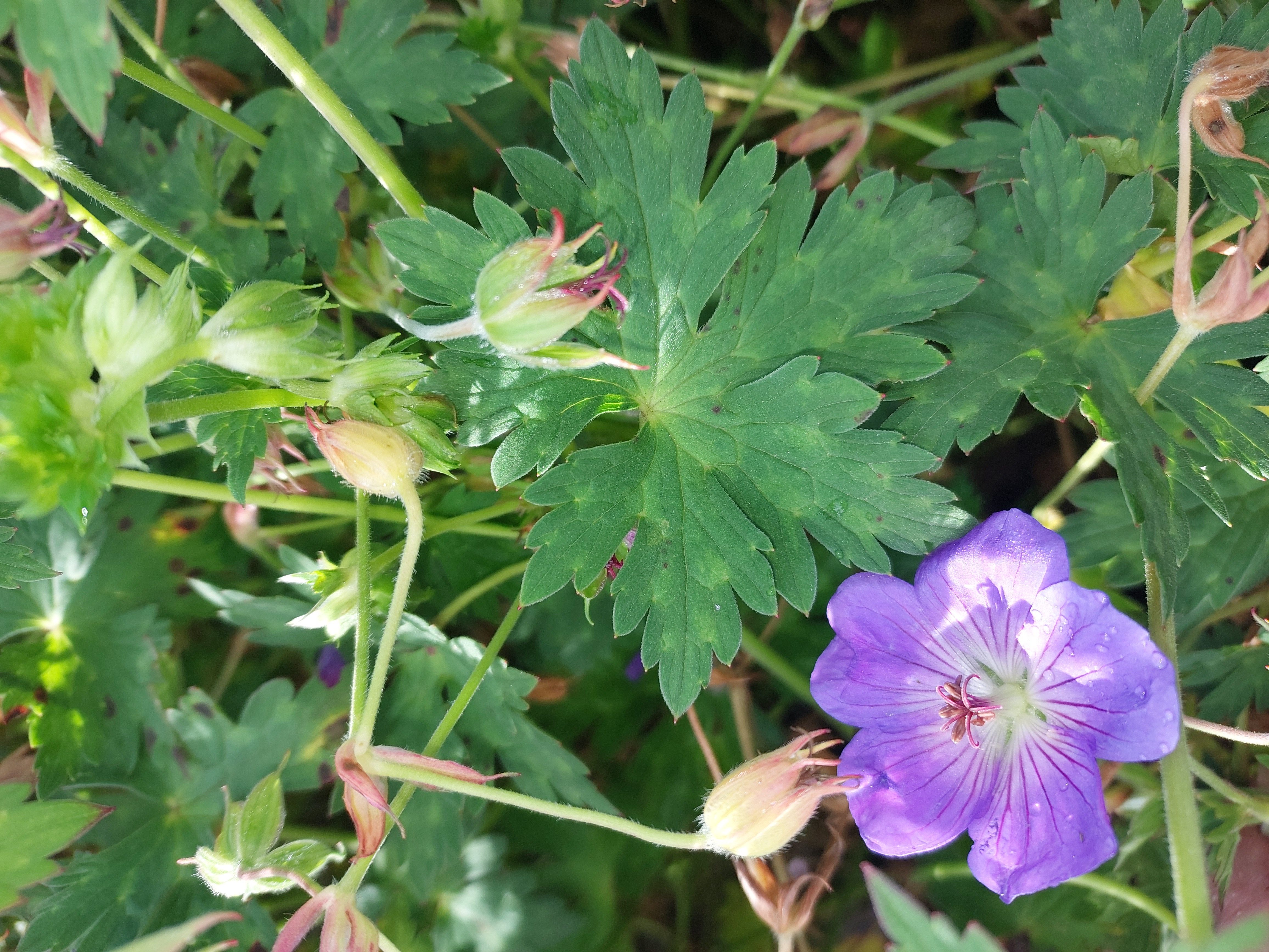 Baumschule Gold Staude Storchschnabel Geranium Rozanne P1 blau