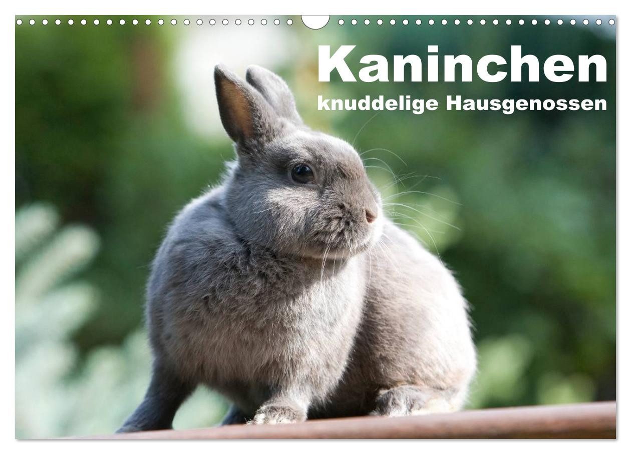 CALVENDO Wandkalender Kaninchen - knuddelige Hausgenossen (Wandkalender 2027 DIN A3 quer), C