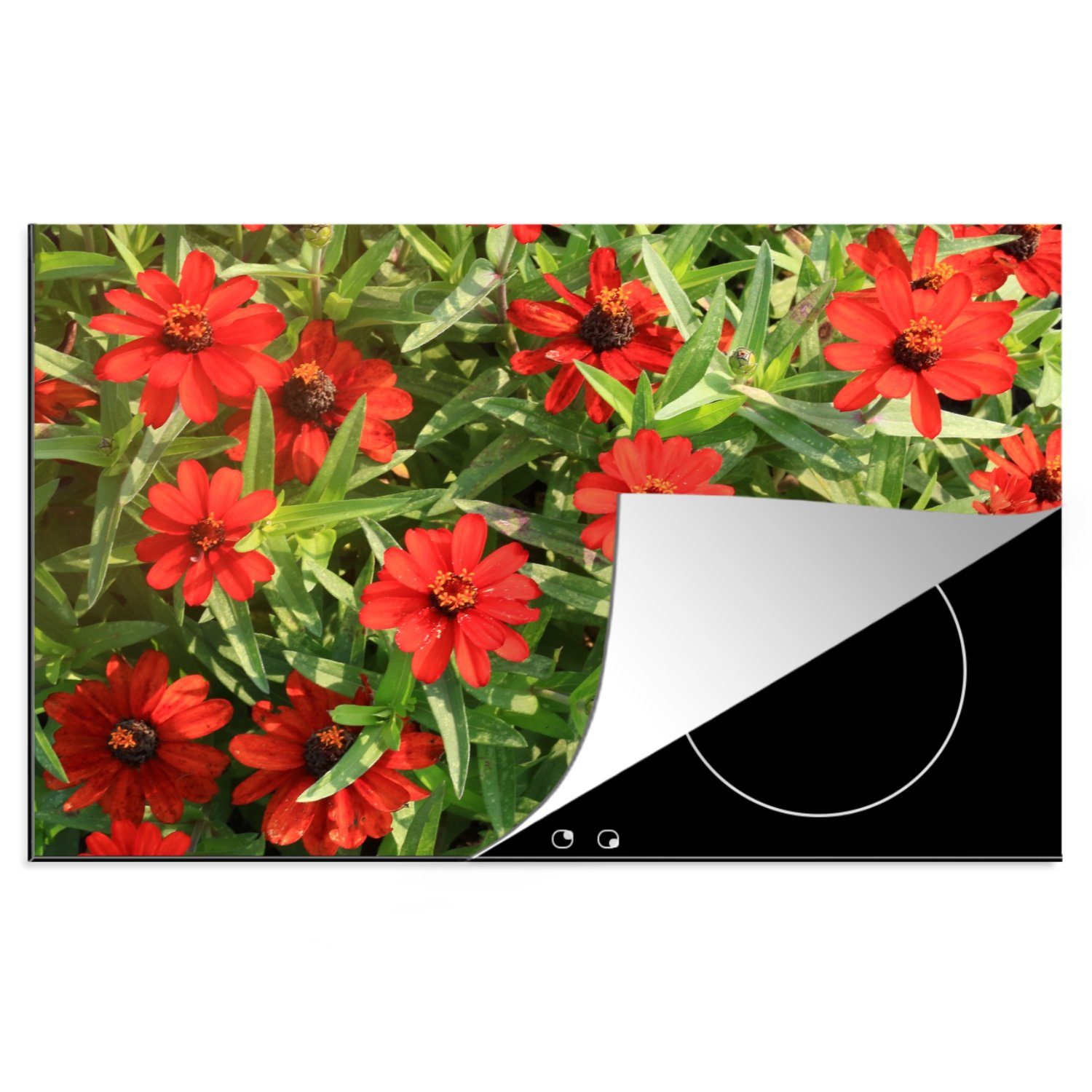 MuchoWow Herdblende-/Abdeckplatte Rote Zinnienblüten an einem sonnigen Nachmittag, Vinyl, (1 tlg), 81x52 cm, Induktionskochfeld Schutz für die küche, Ceranfeldabdeckung
