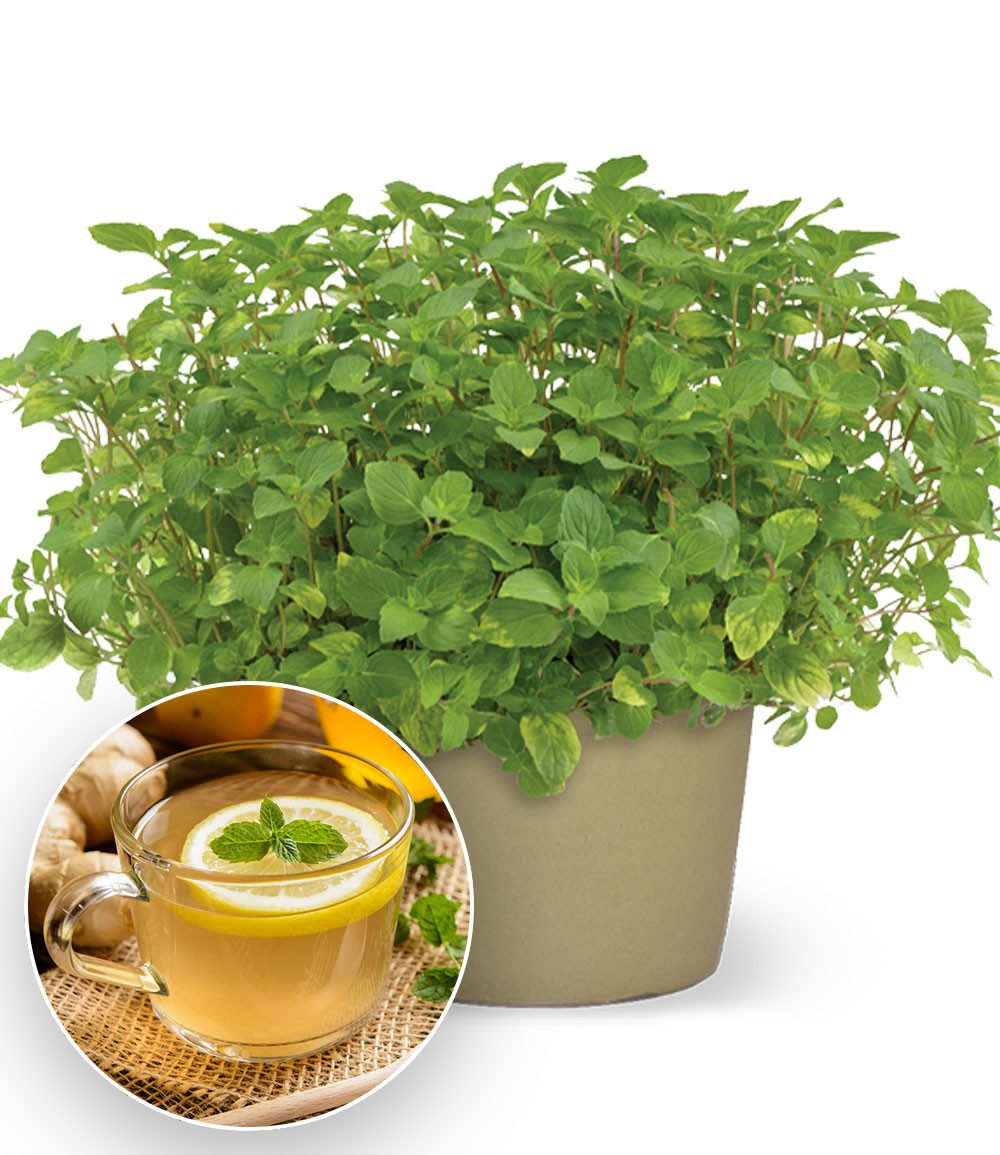 BALDUR Garten Gewürzkraut Minze 'Ingwer', 1 St., Minzen, winterhart, mehrjährig, pflegeleicht